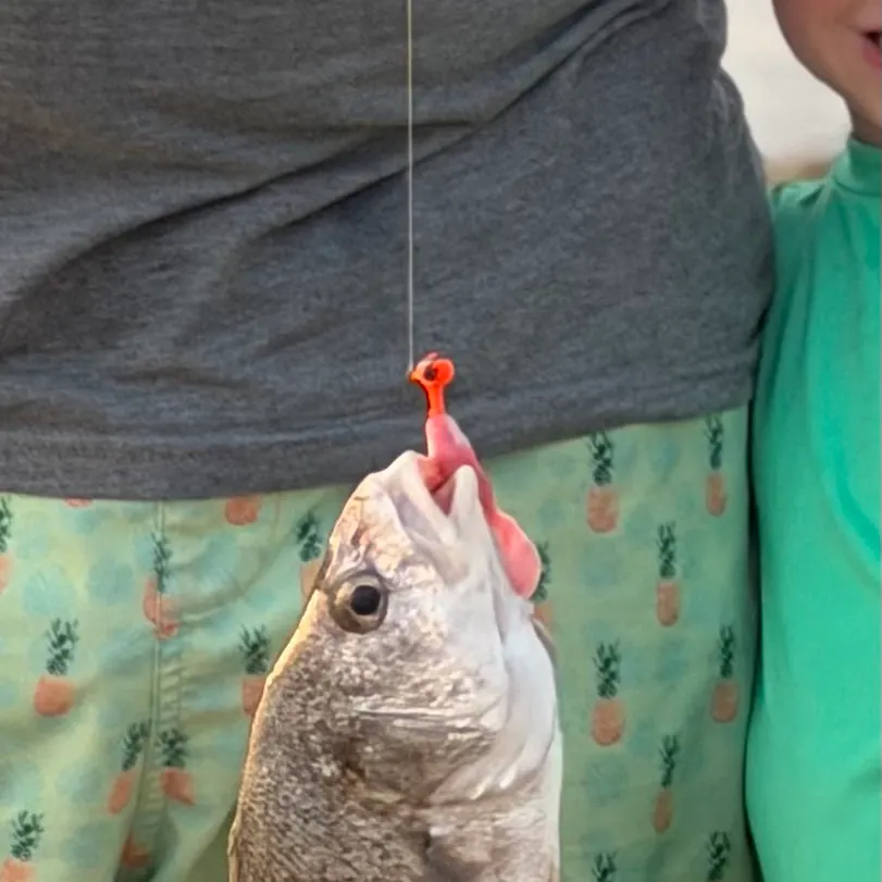 Freshwater drum caught on Fishbrain