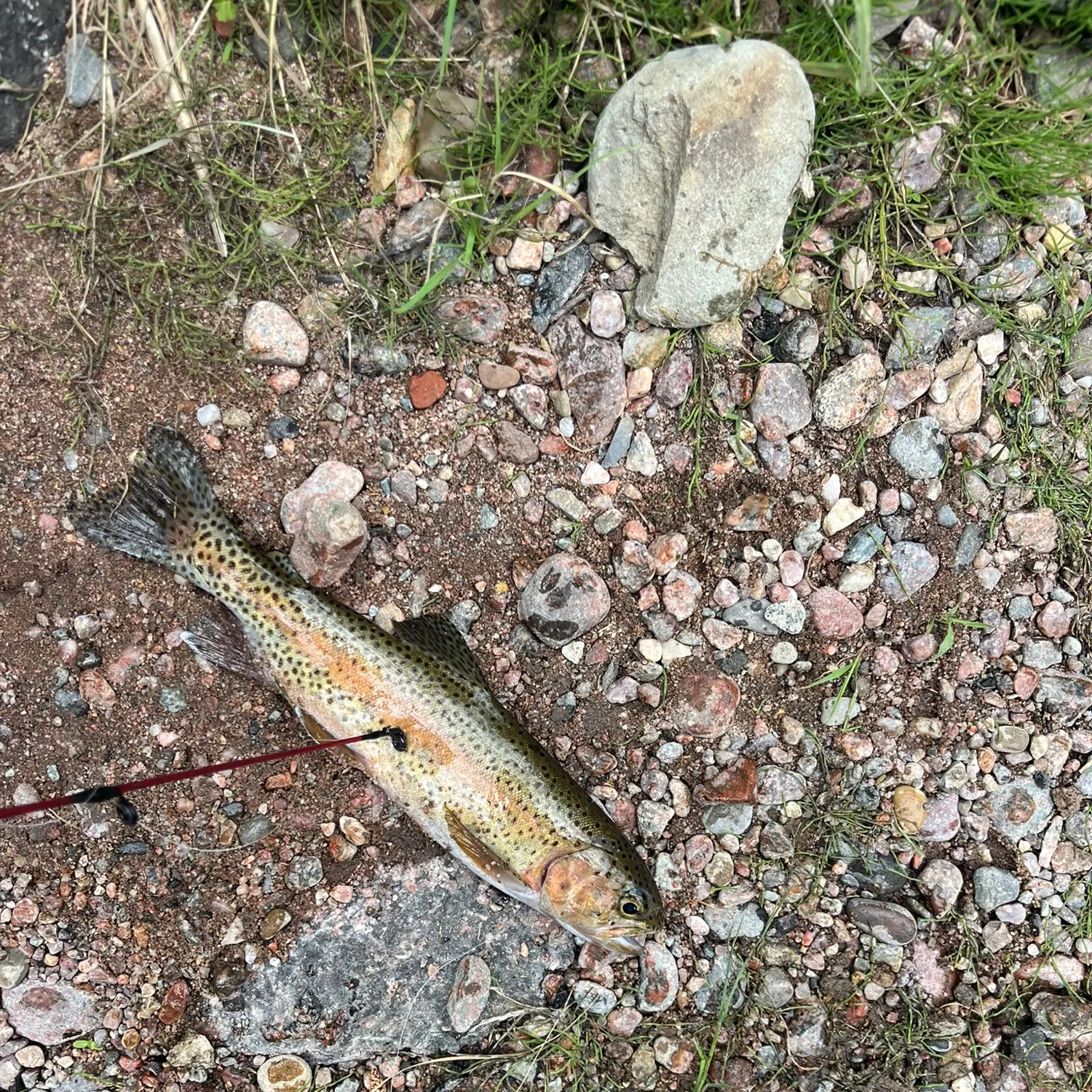 Rainbow trout caught on Fishbrain