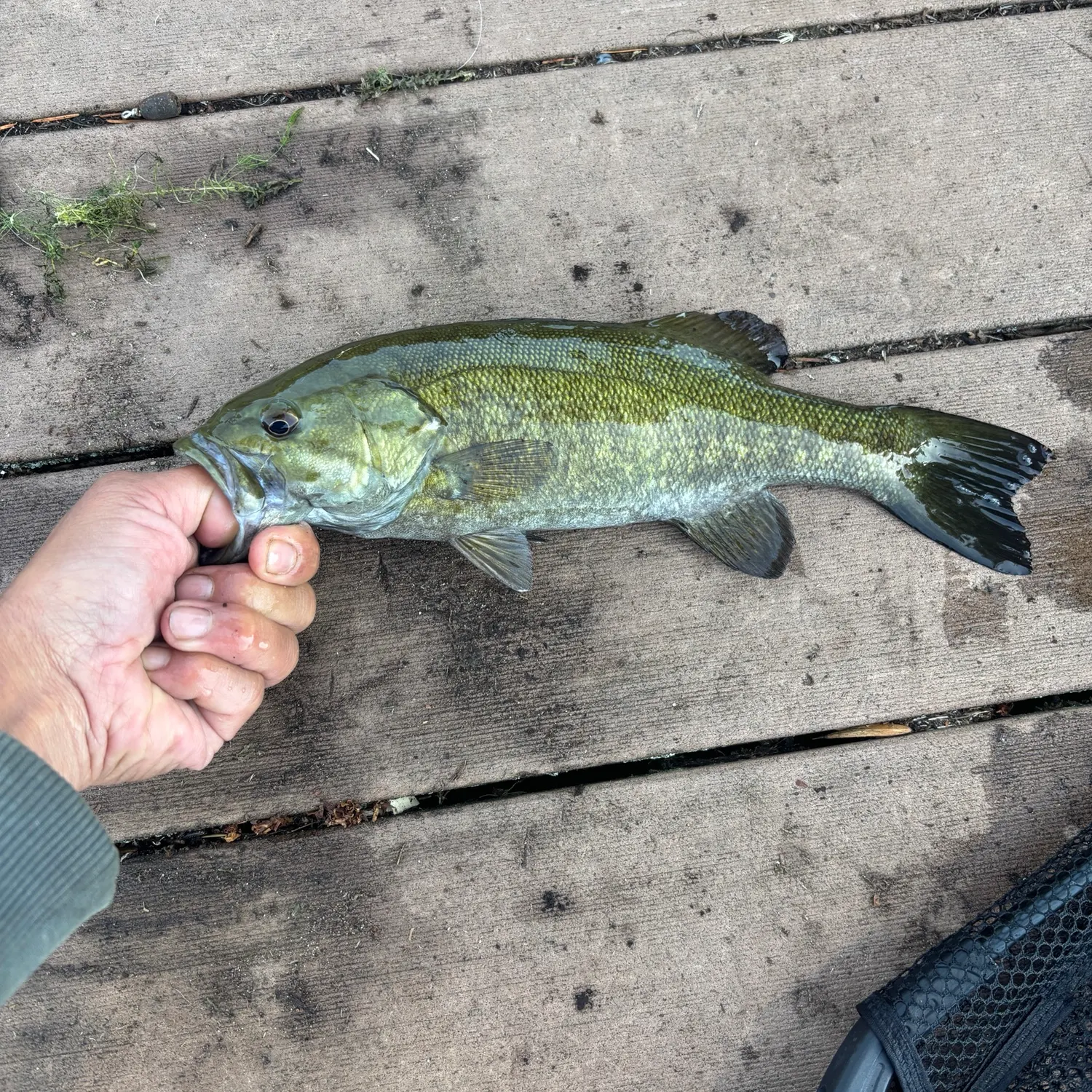 Smallmouth bass caught on Fishbrain