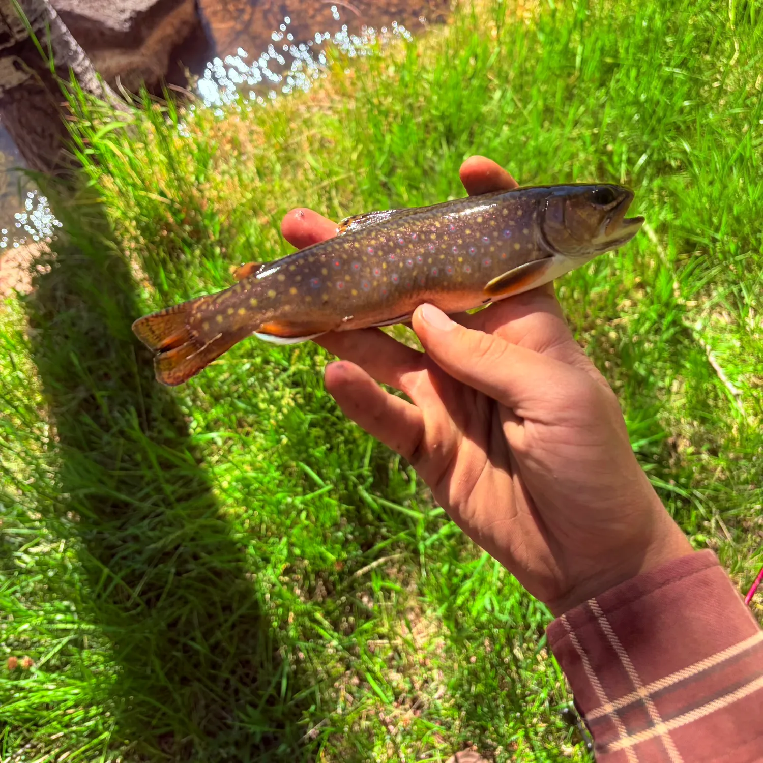 Brook trout caught on Fishbrain