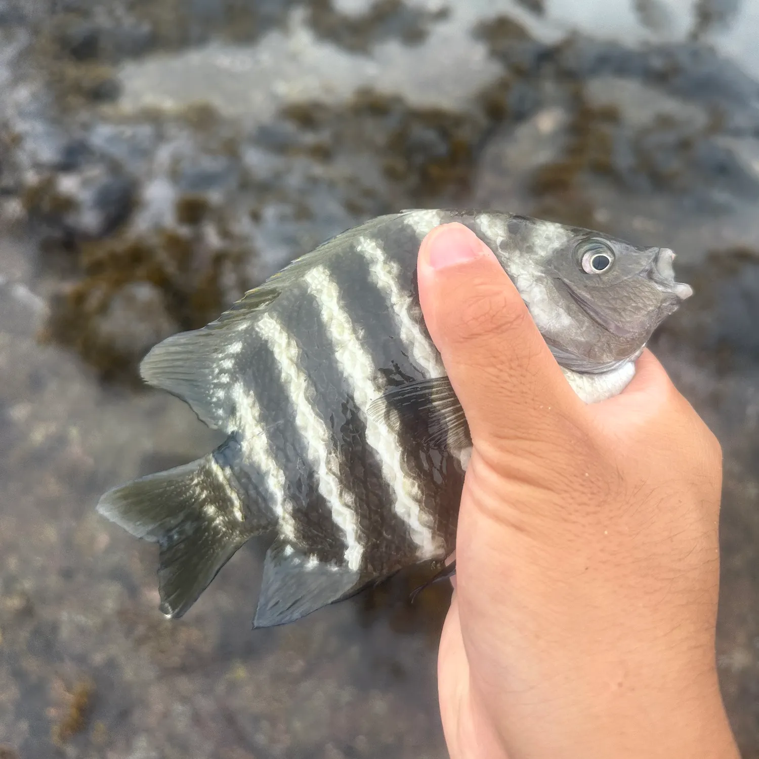 The most recent Blackspot sergeant catches on Fishbrain
