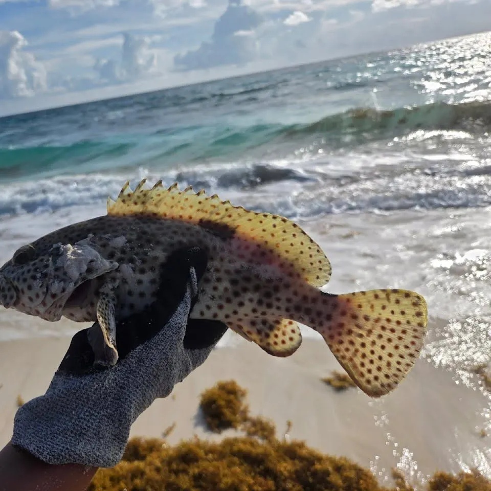 The most recent Greasy grouper catches on Fishbrain