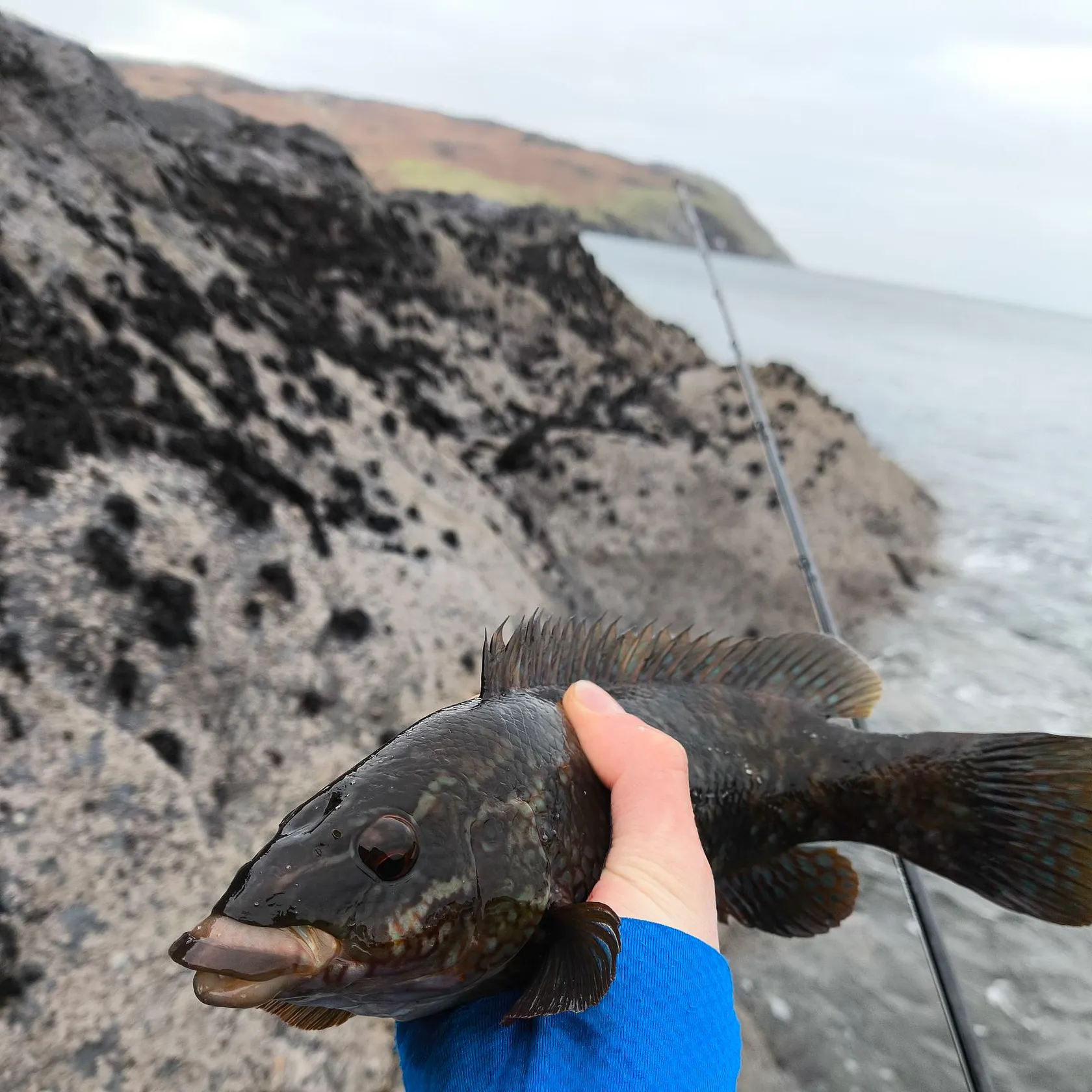 The most recent Ballan wrasse catches on Fishbrain