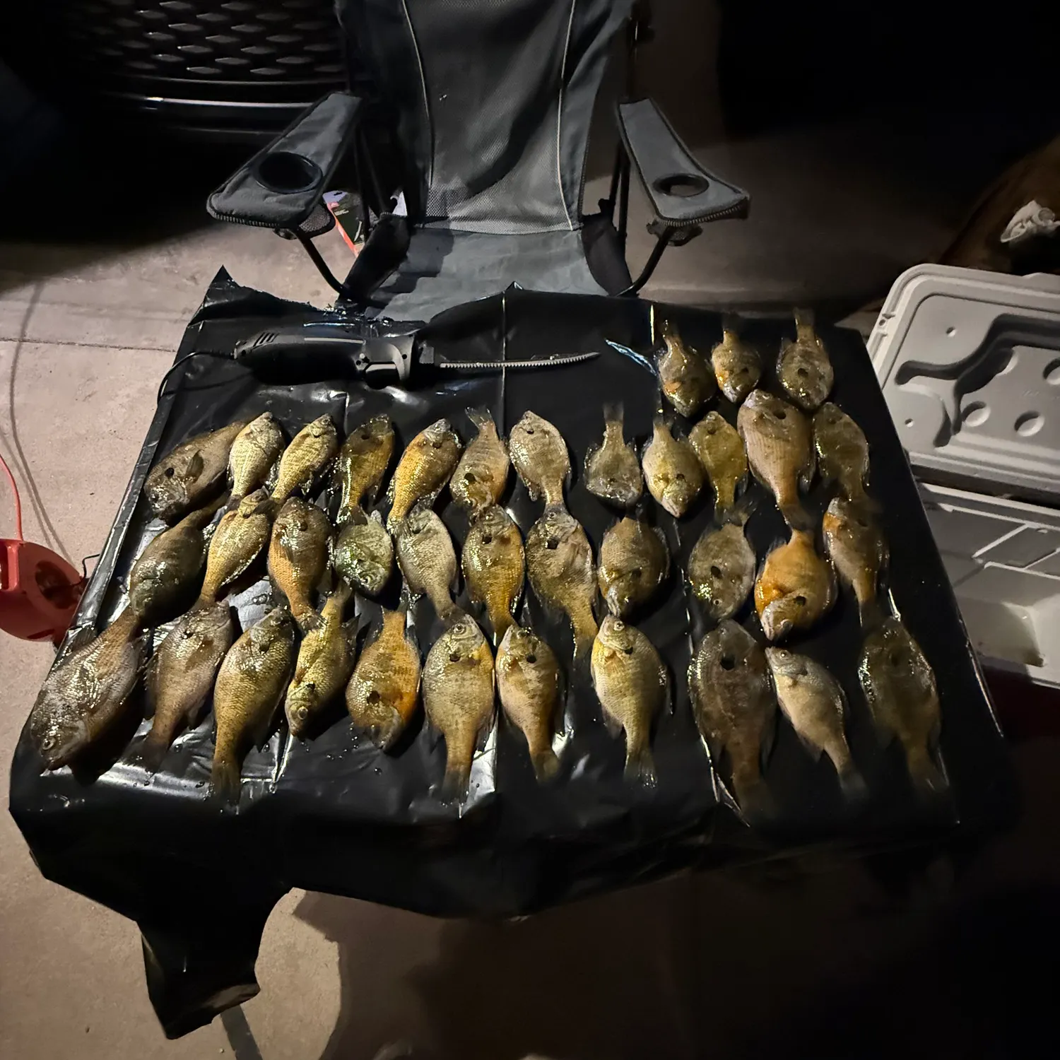 Bluegill caught on Fishbrain