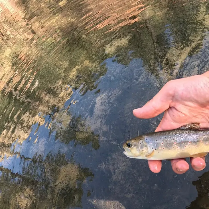 Brown trout caught on Fishbrain