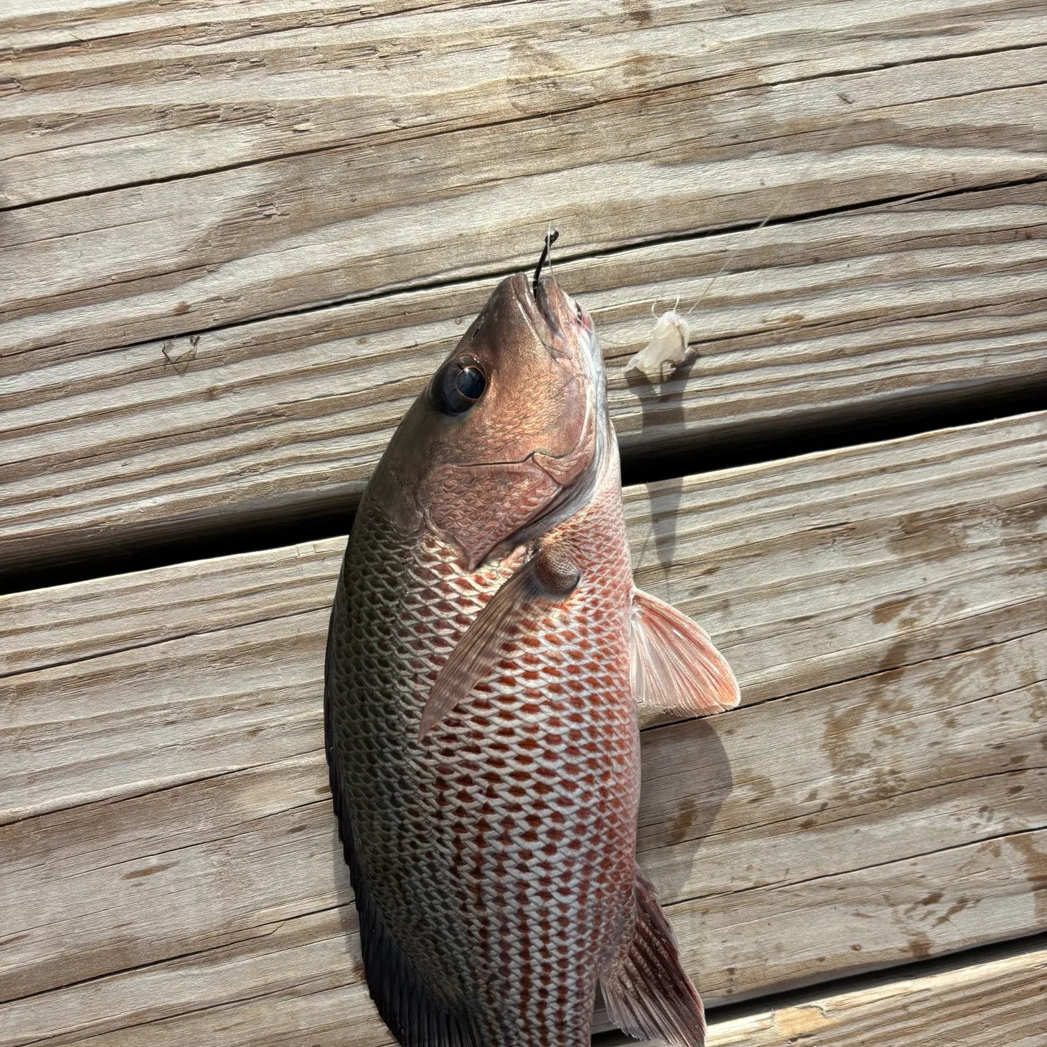 Mangrove snapper caught on Fishbrain