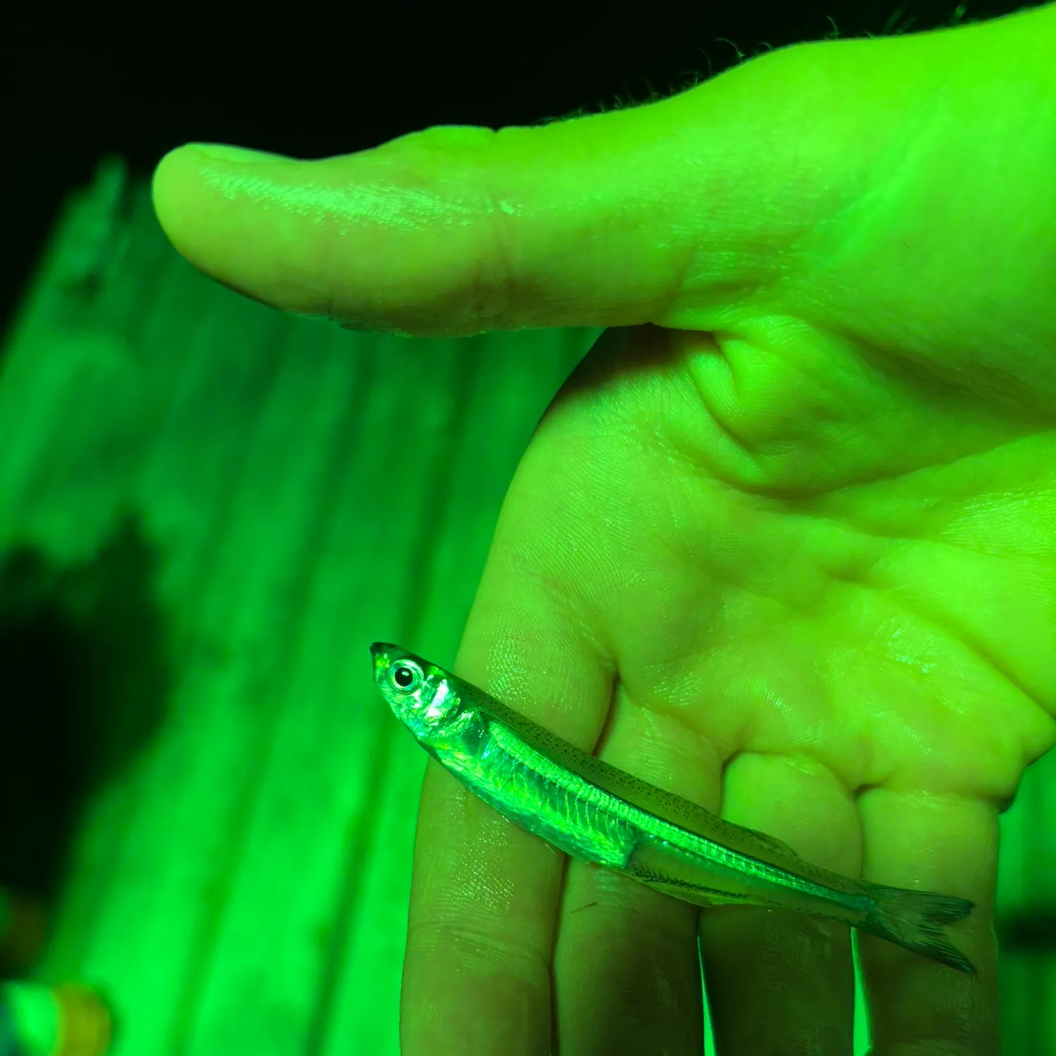 The most recent Striped shiner catches on Fishbrain