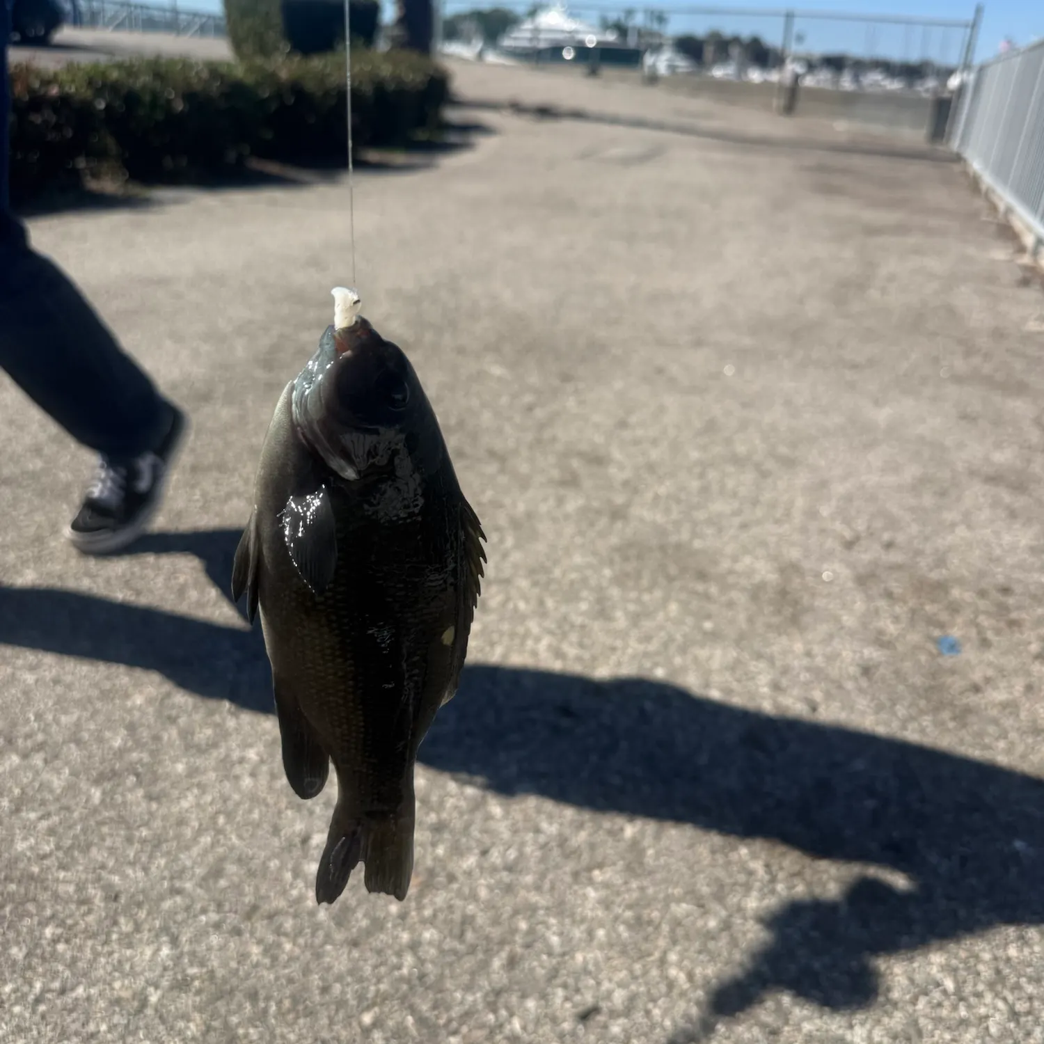 Green sunfish caught on Fishbrain