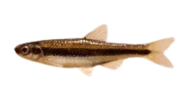 Dusky shiner