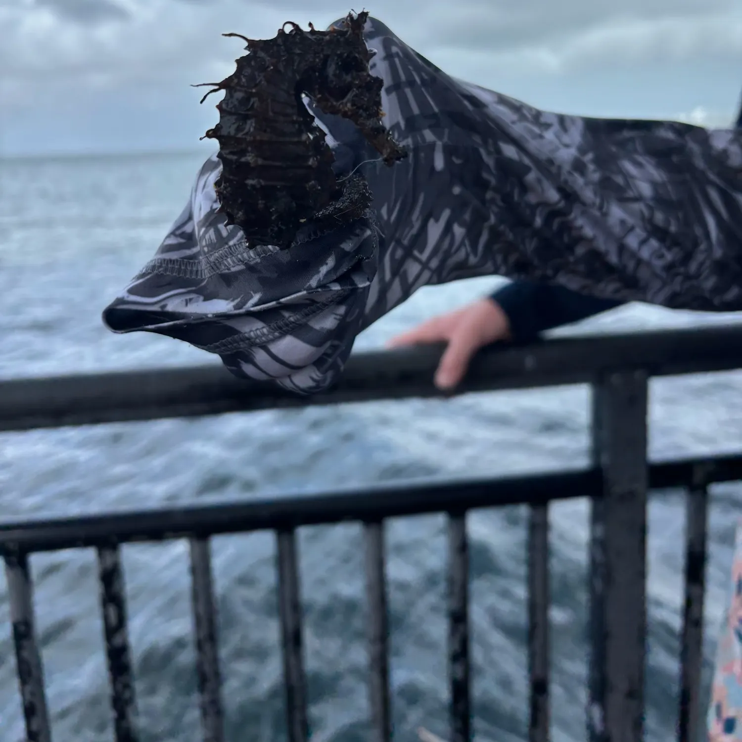 The most recent Great seahorse catches on Fishbrain