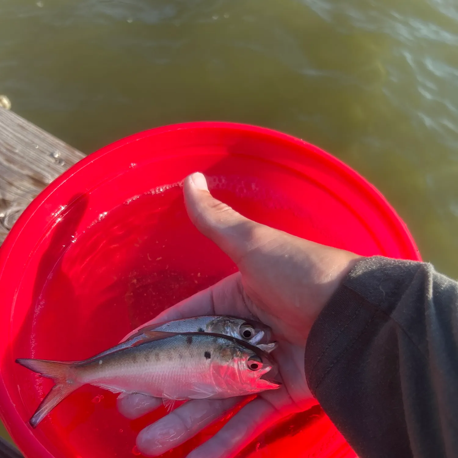 The most recent Greenback horse mackerel catches on Fishbrain