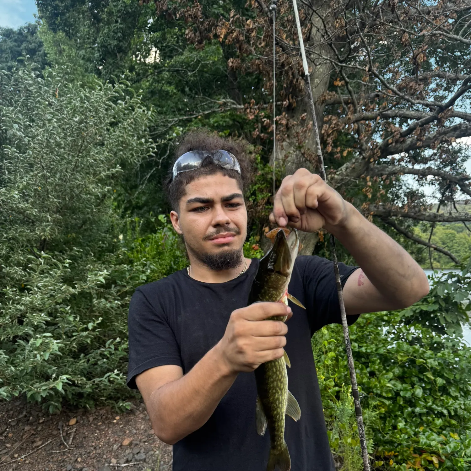 The most recent Grass pickerel catches on Fishbrain