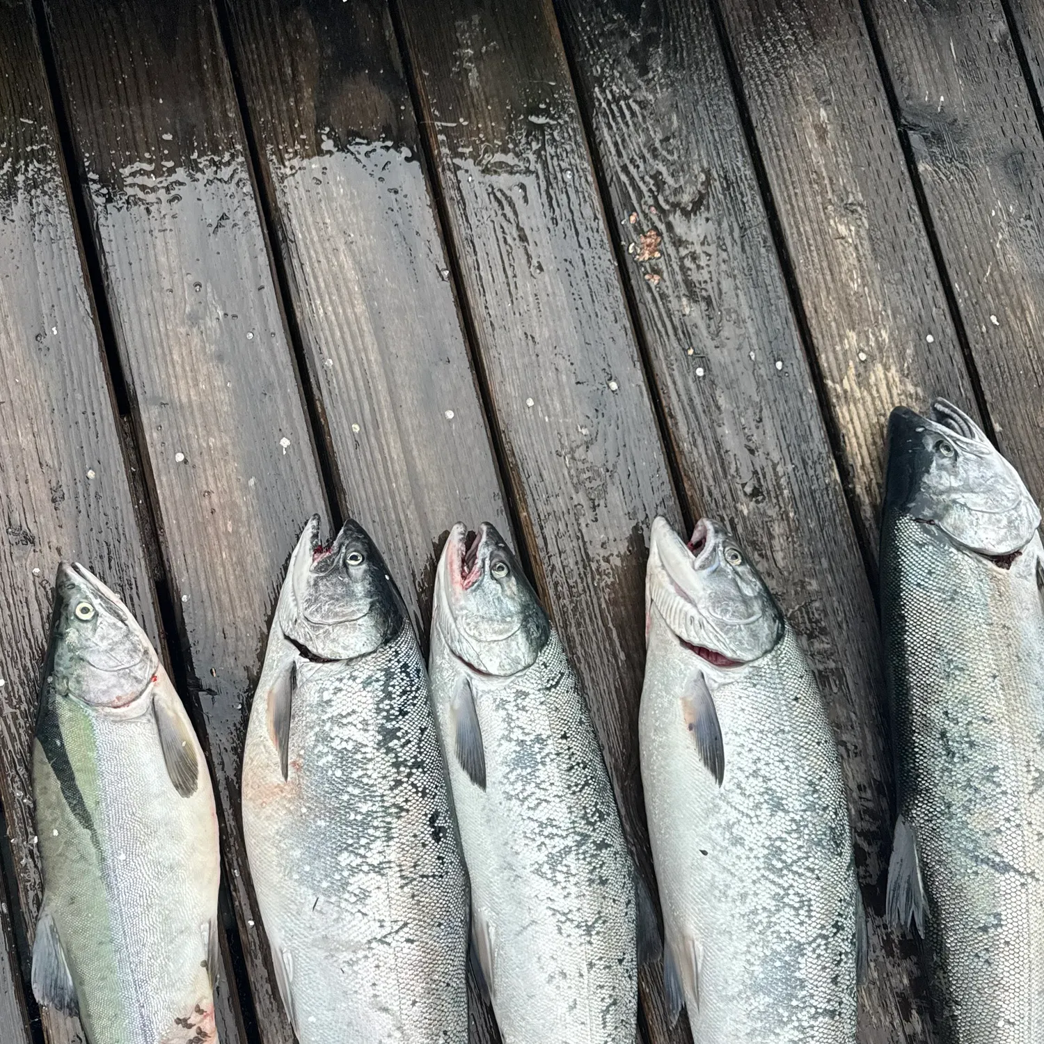 recently logged catches