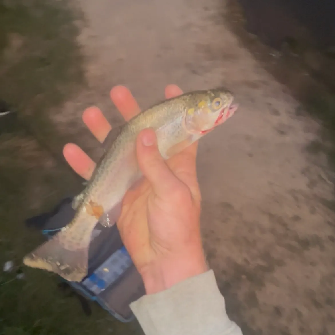 Rainbow trout caught on Fishbrain