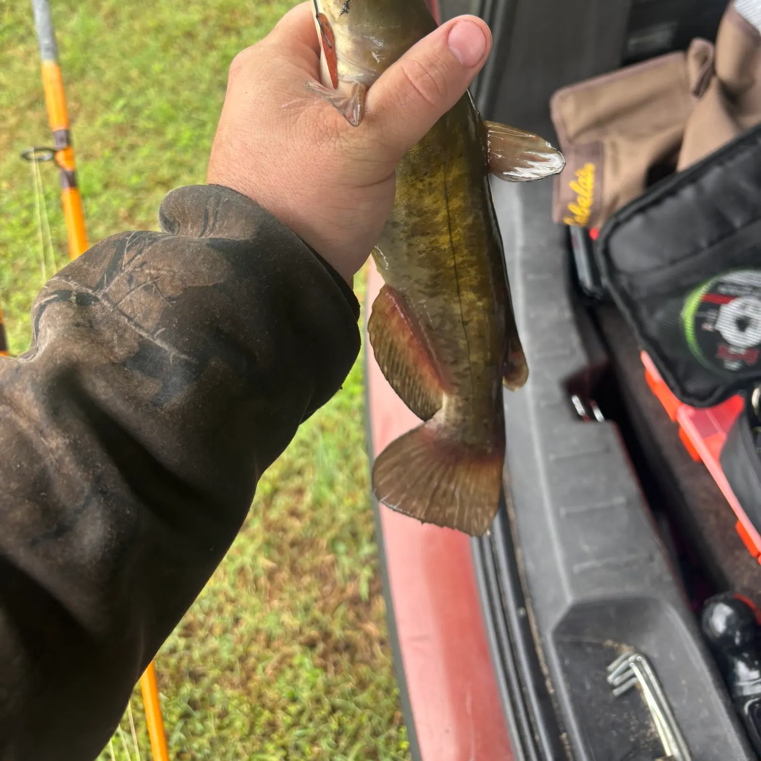 Channel catfish caught on Fishbrain