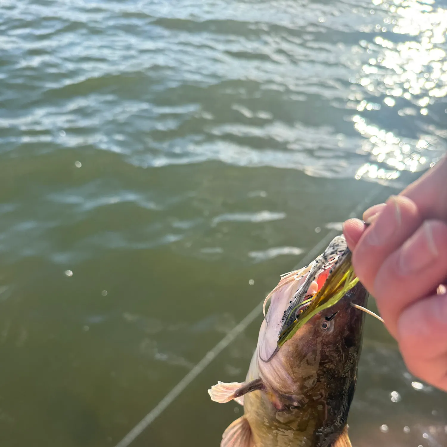 Black bullhead caught on Fishbrain