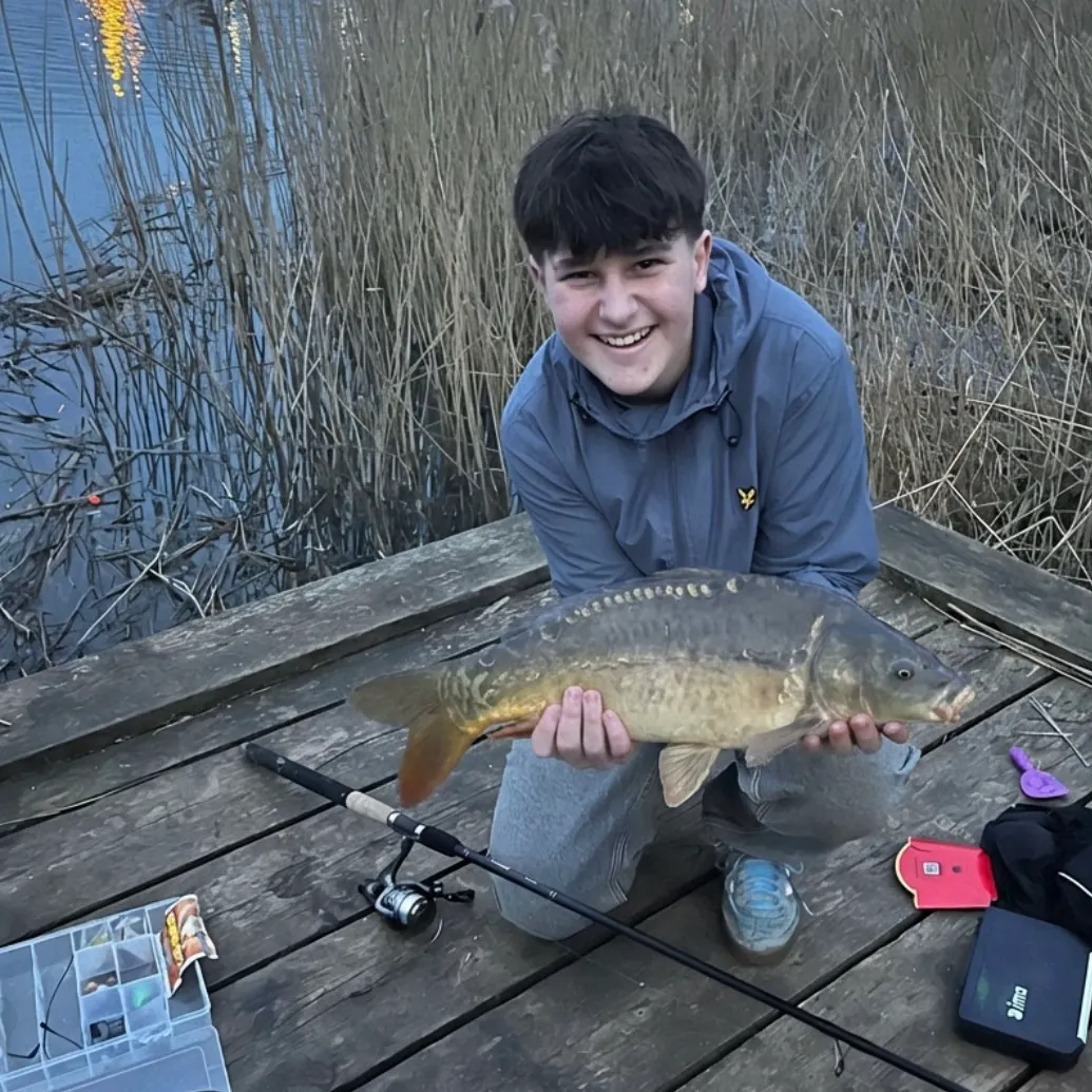 The most recent Mirror carp catches on Fishbrain
