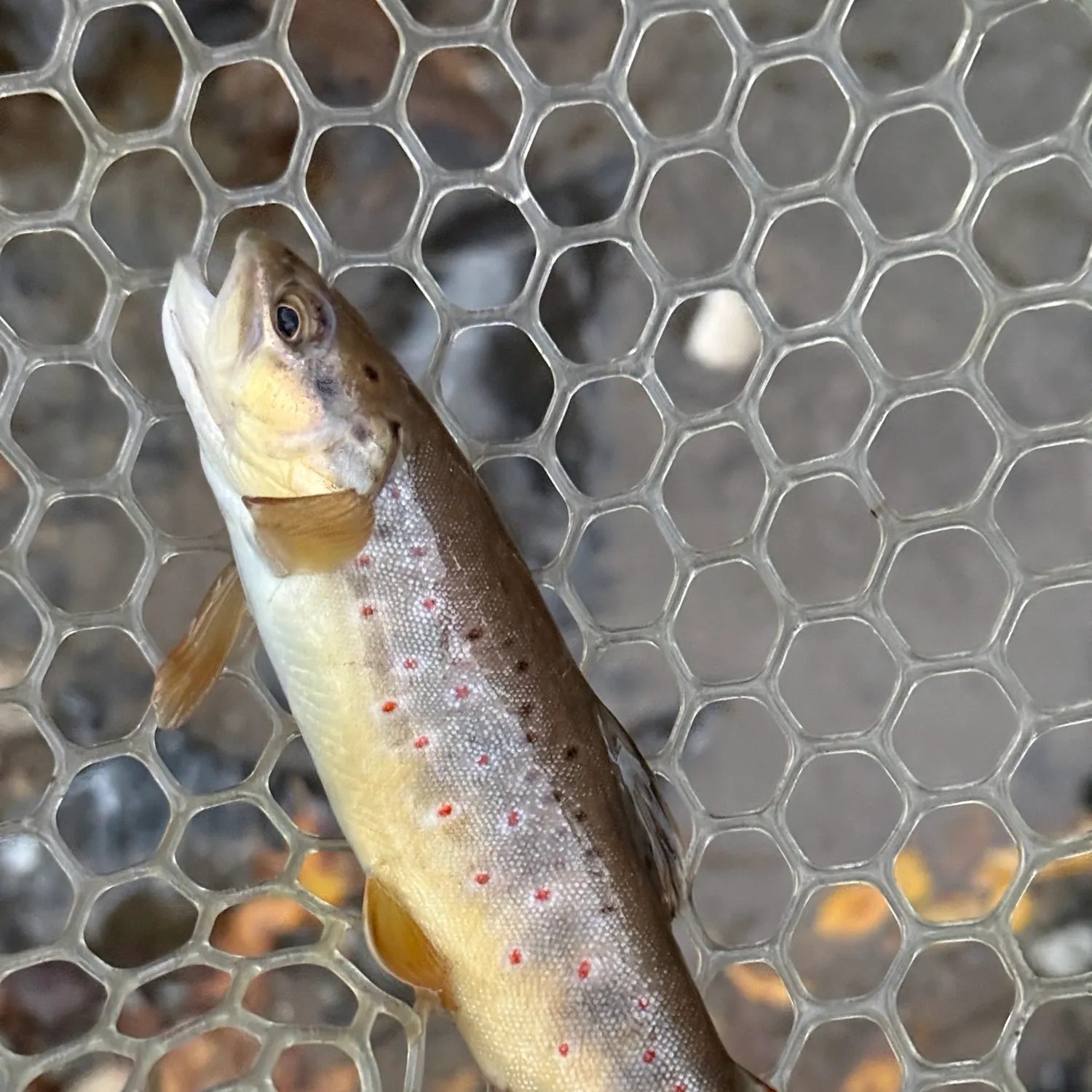 Brown trout caught on Fishbrain