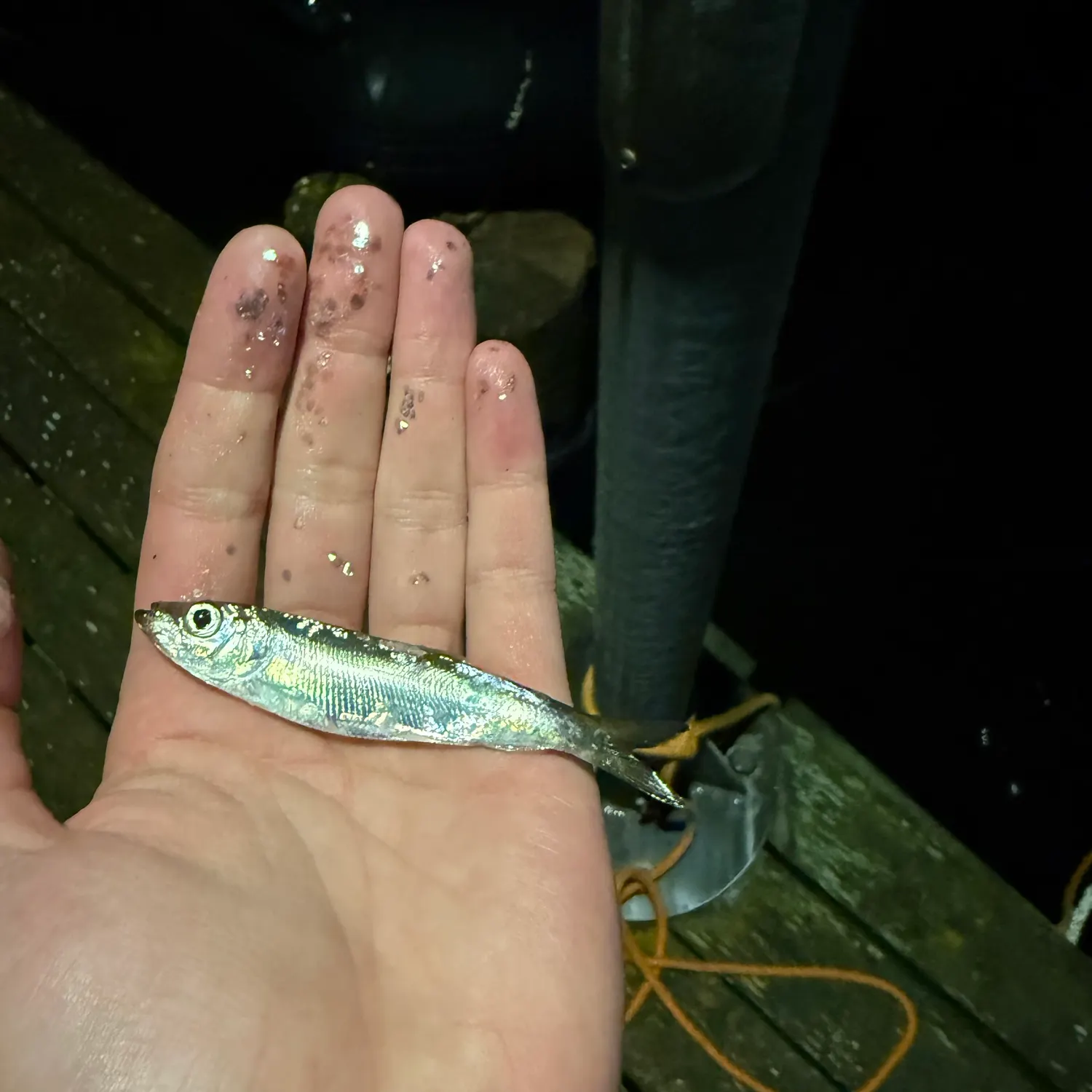 Fish caught on Fishbrain