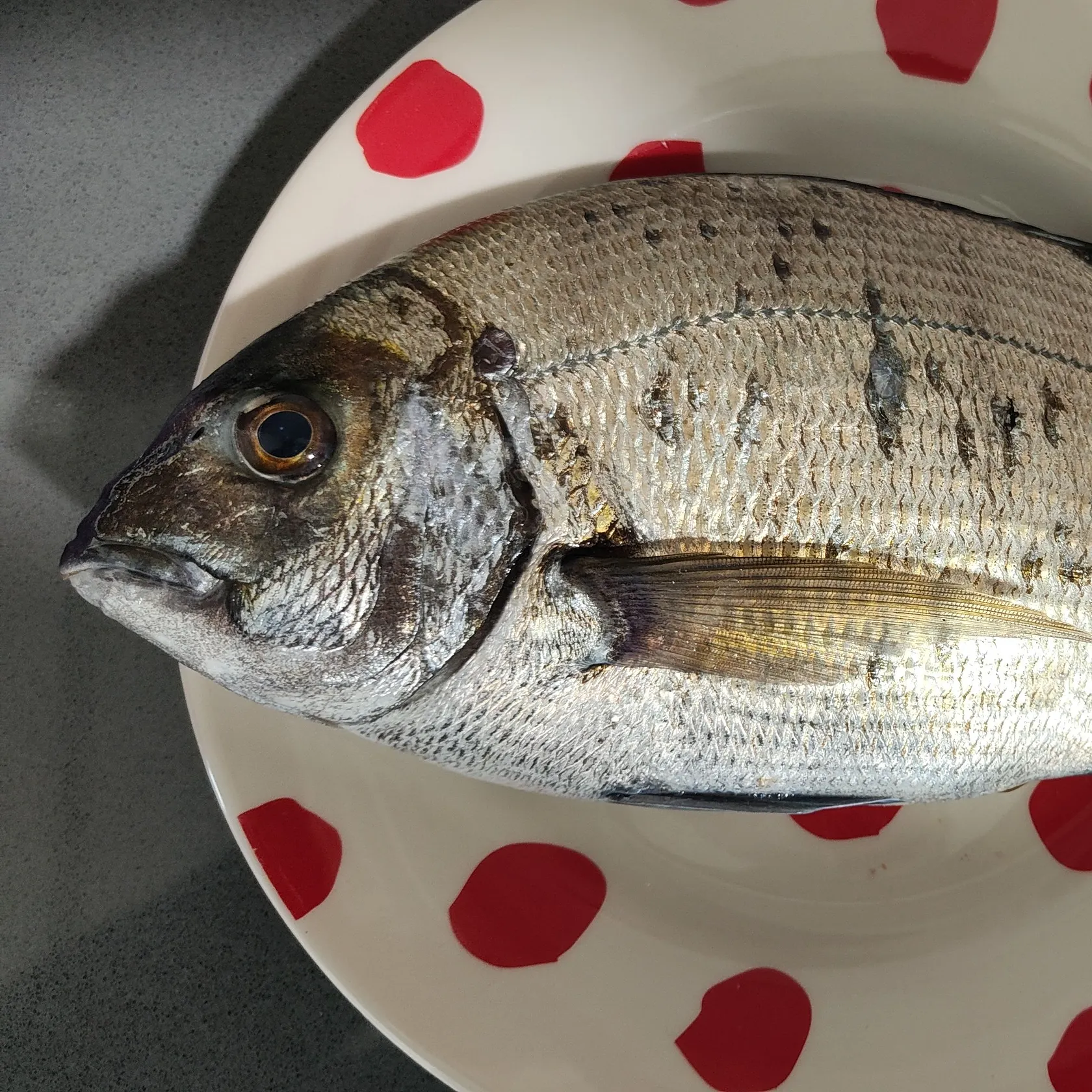 The most recent White seabream catches on Fishbrain