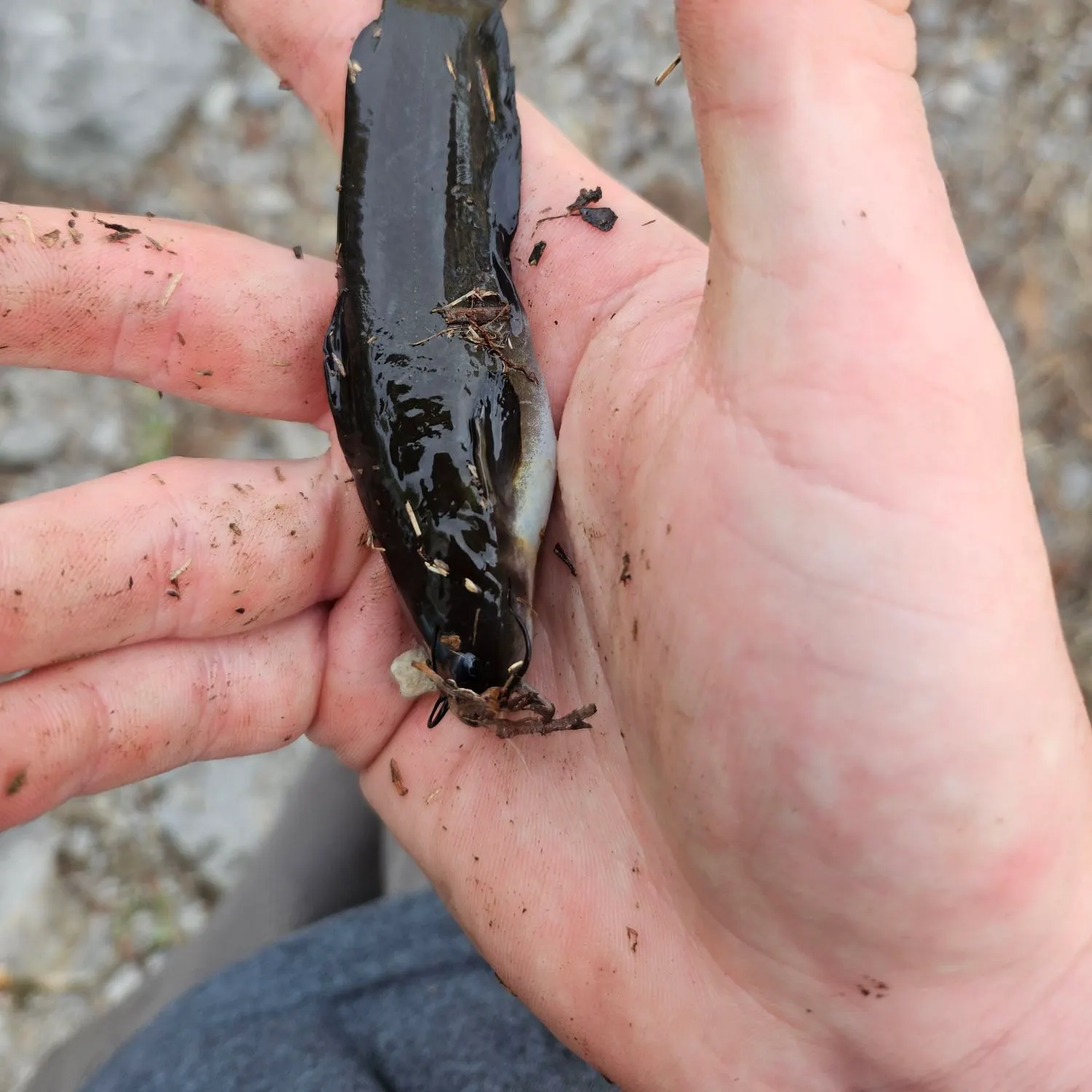 Yellow bullhead caught on Fishbrain