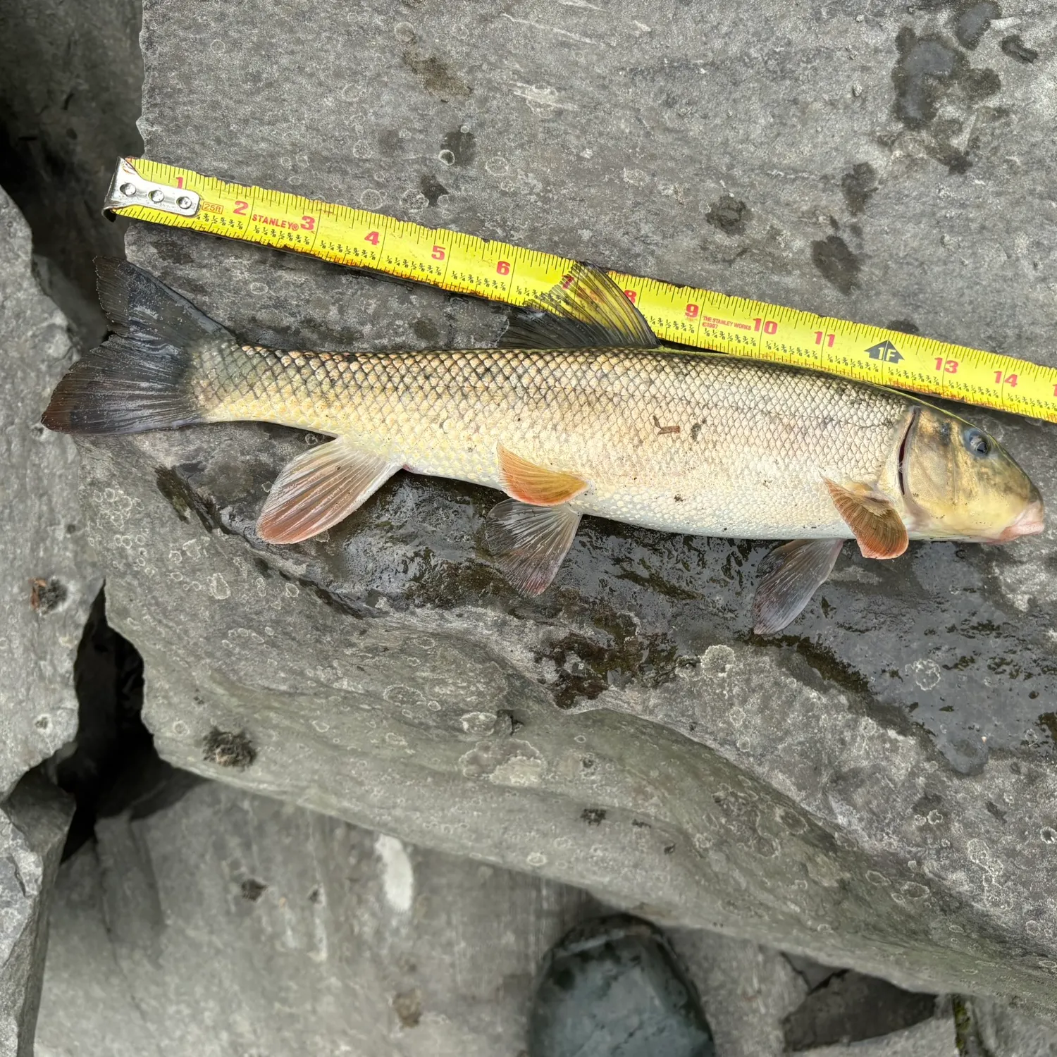 The most recent White sucker catches on Fishbrain