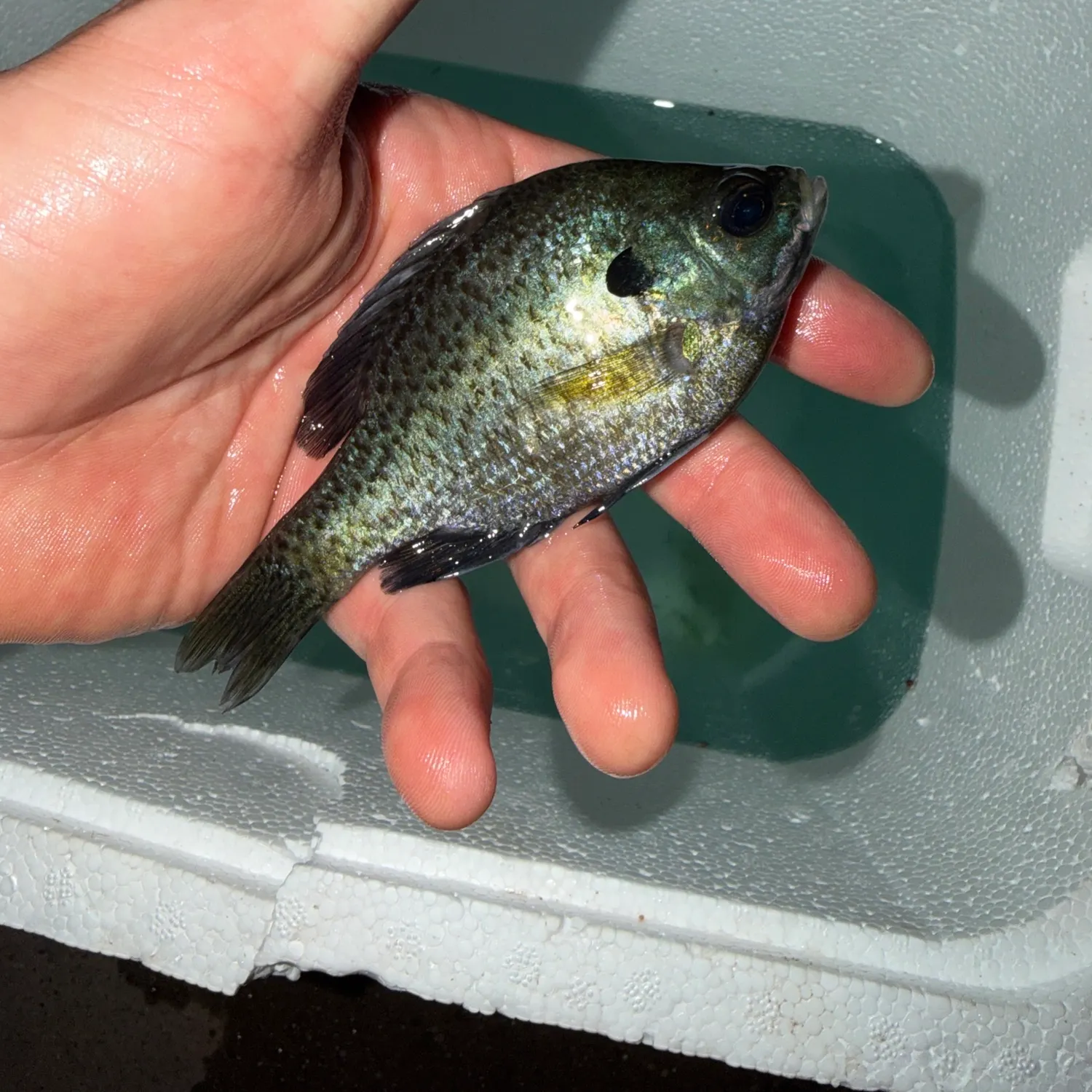 Bluegill caught on Fishbrain