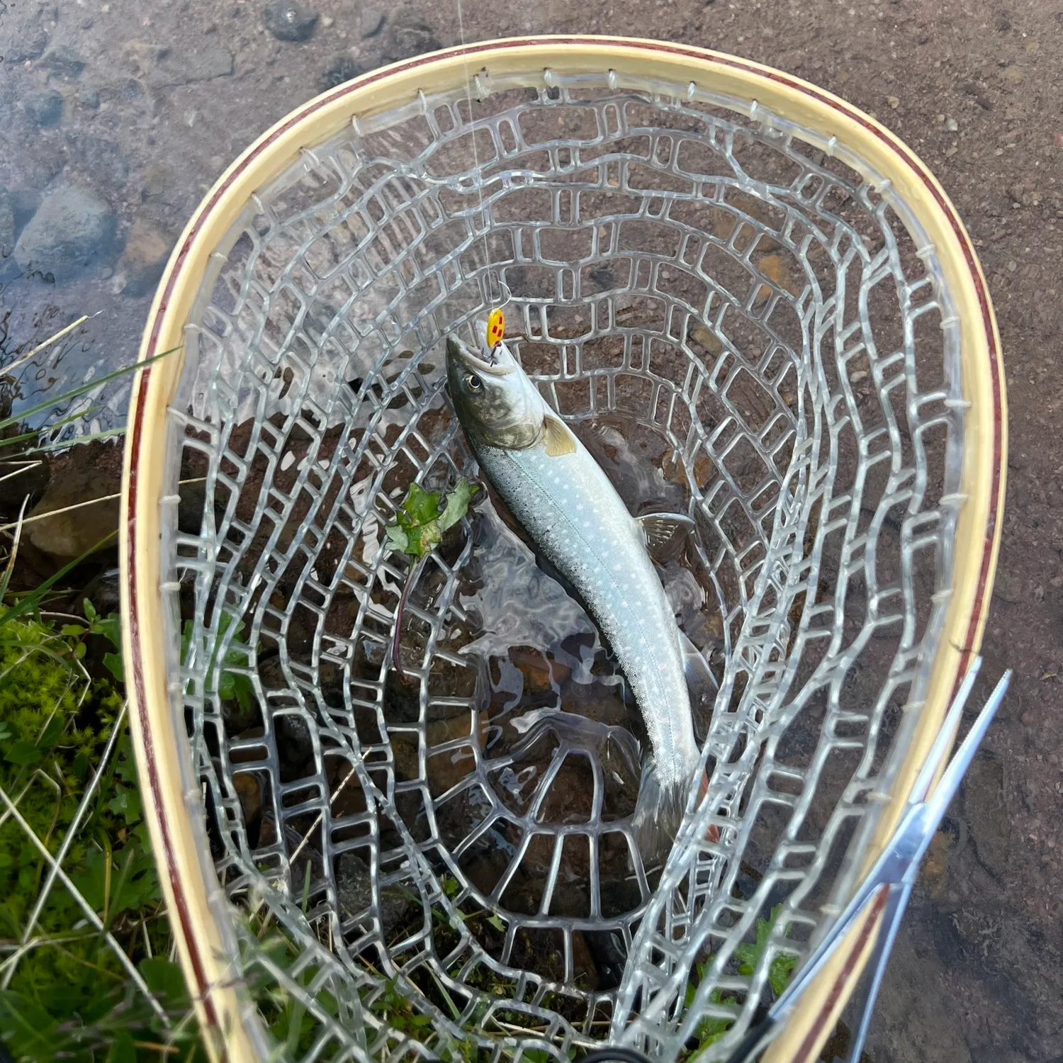 Bull trout caught on Fishbrain