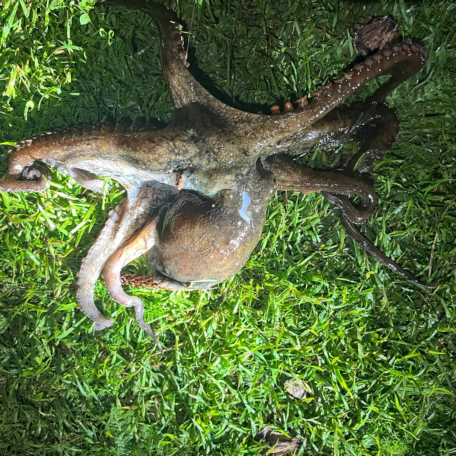 The most recent Hammer octopus catches on Fishbrain