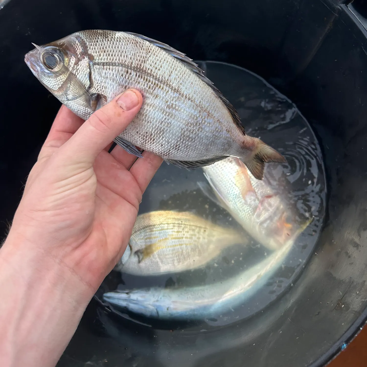 White seabream caught on Fishbrain