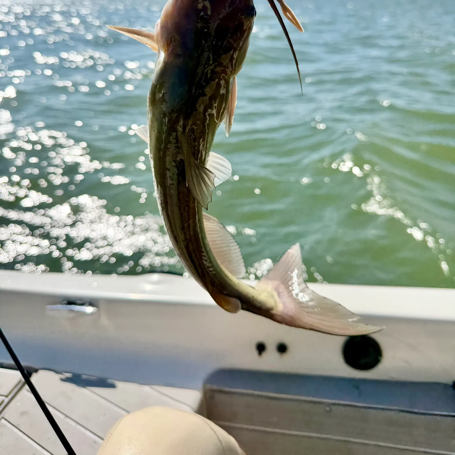 Channel catfish caught on Fishbrain