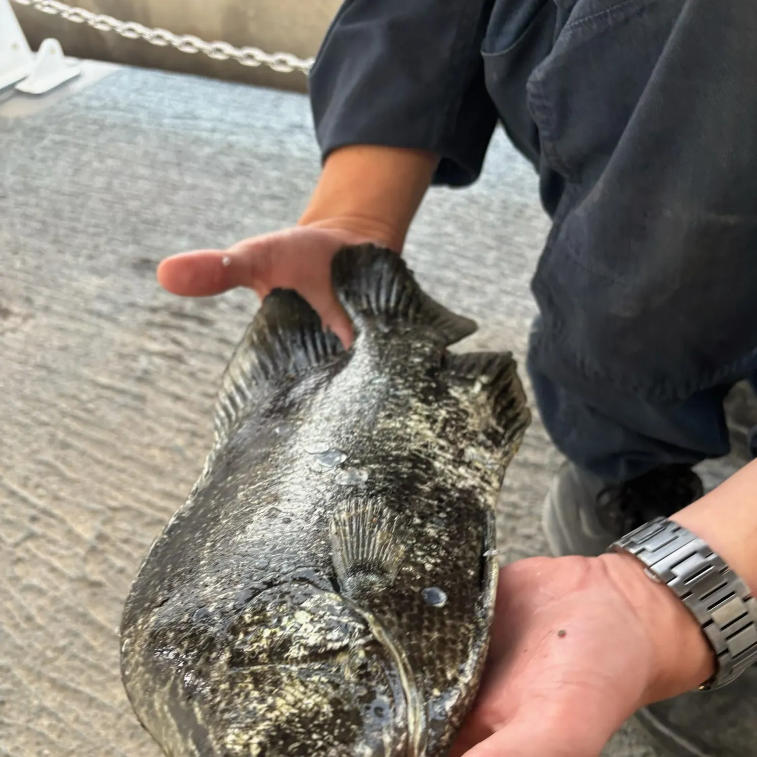 The most recent Atlantic tripletail catches on Fishbrain
