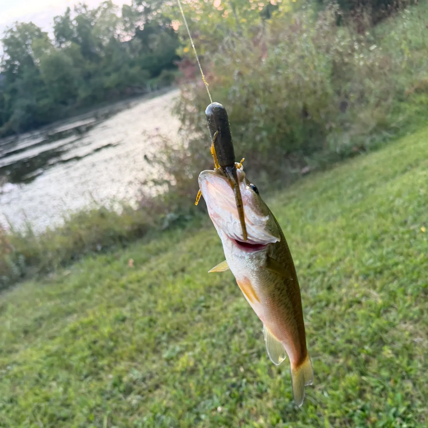 Largemouth bass caught on Fishbrain