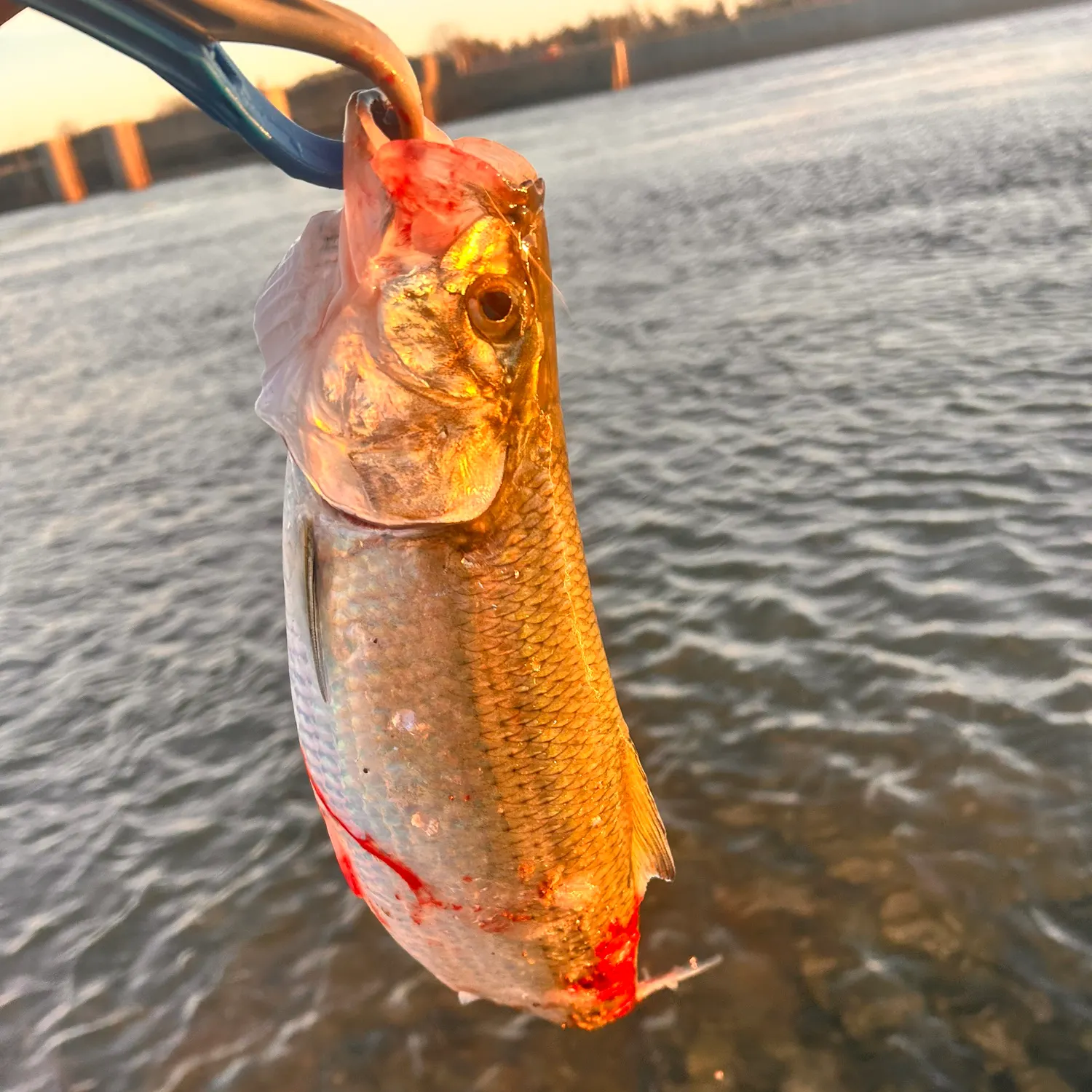 The most recent Skipjack herring catches on Fishbrain