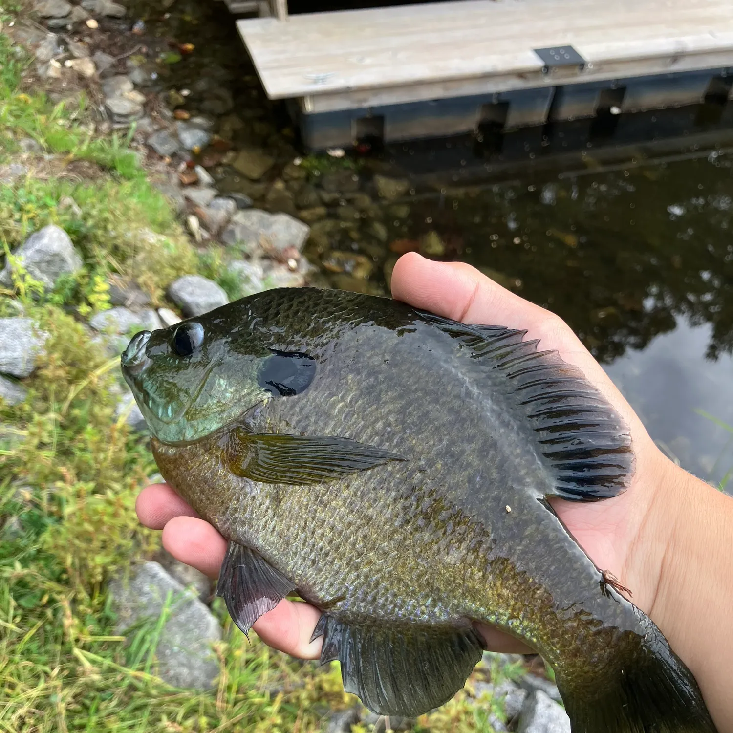 Bluegill caught on Fishbrain