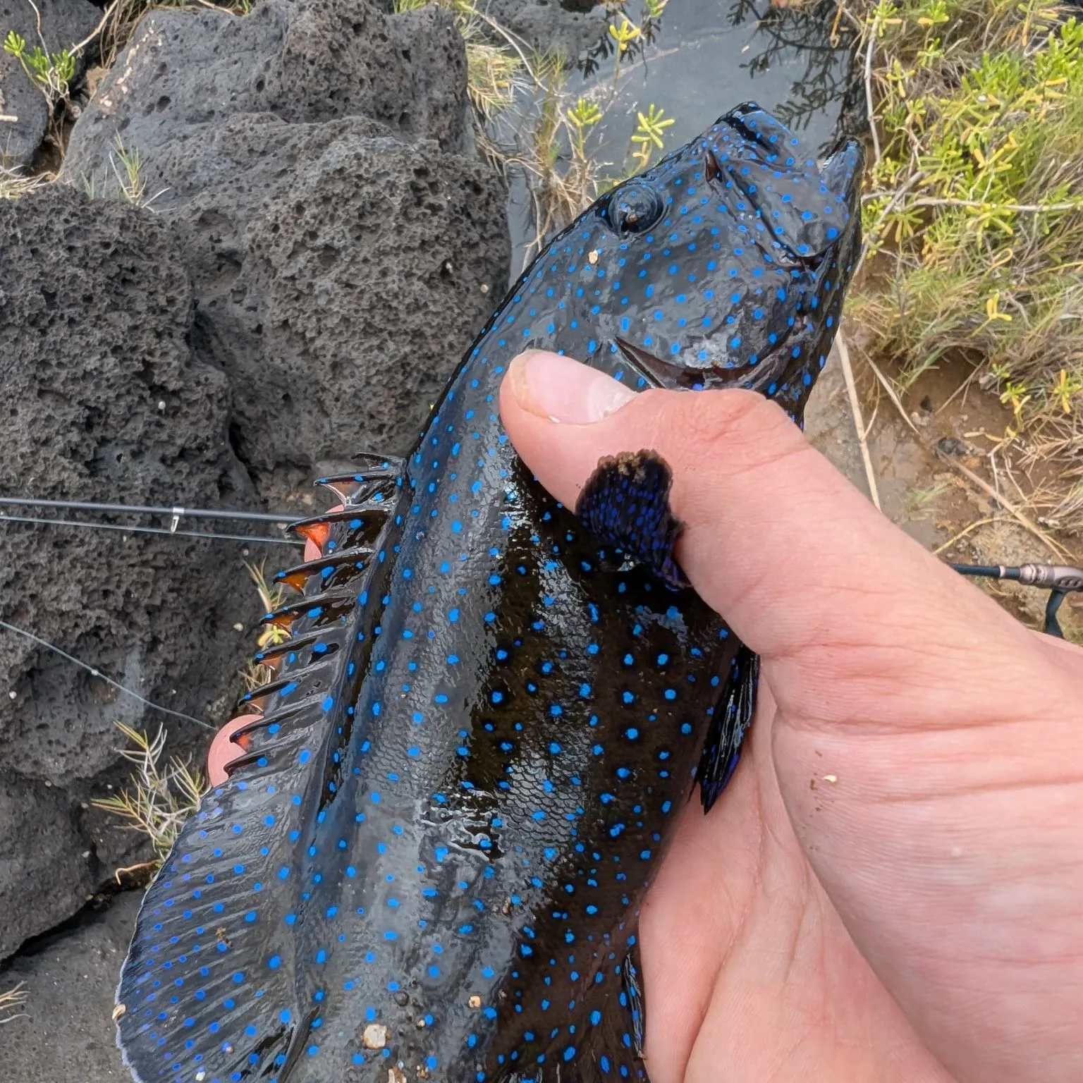 The most recent Peacock hind catches on Fishbrain