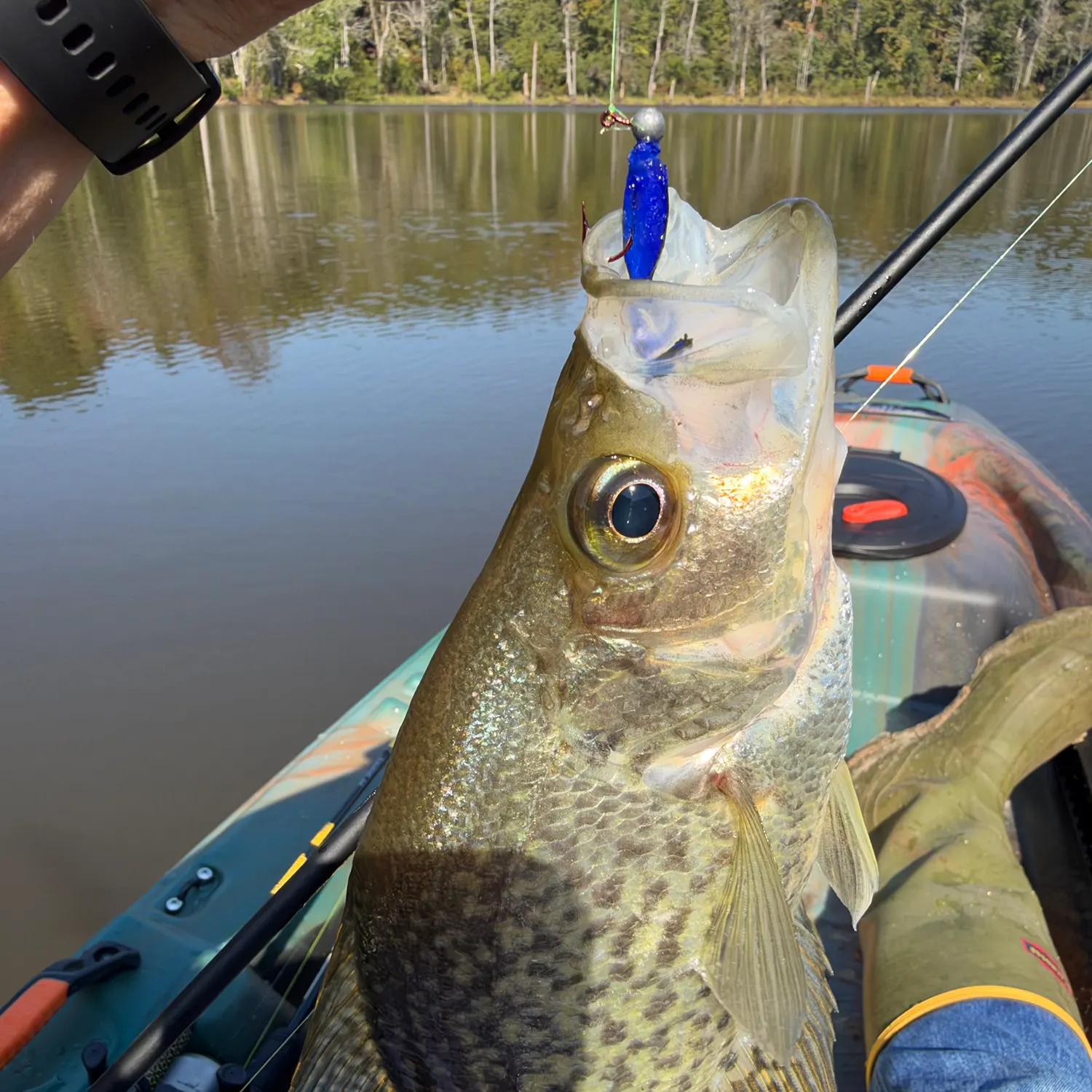 Black crappie caught on Fishbrain