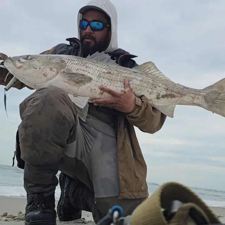 The most recent Striped bass catches on Fishbrain