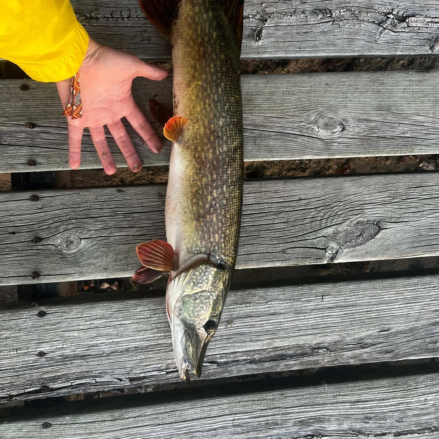 Northern pike caught on Fishbrain