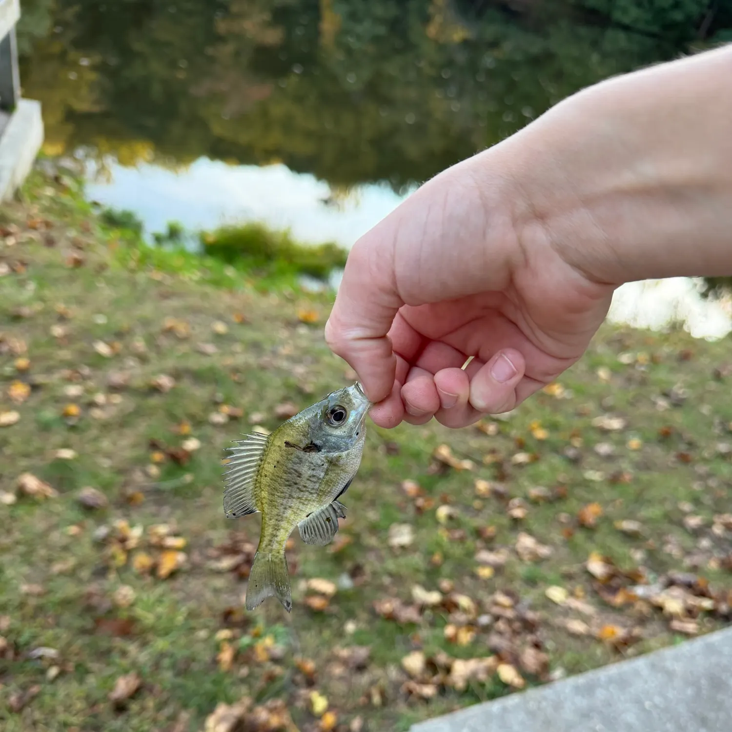 Fish caught on Fishbrain