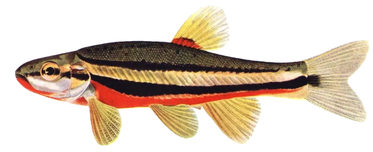 Southern redbelly dace