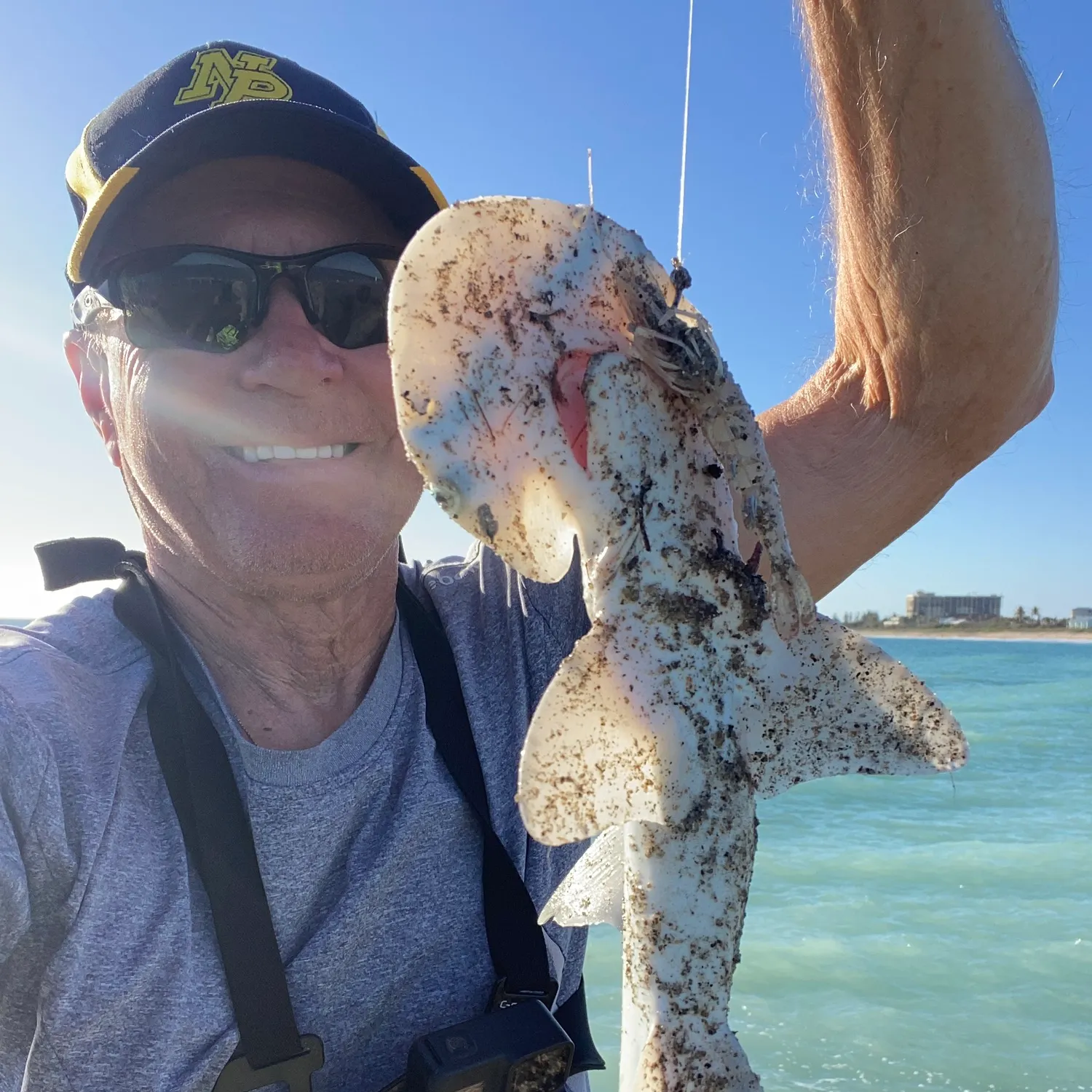 The most popular recent Scalloped hammerhead shark catch on Fishbrain