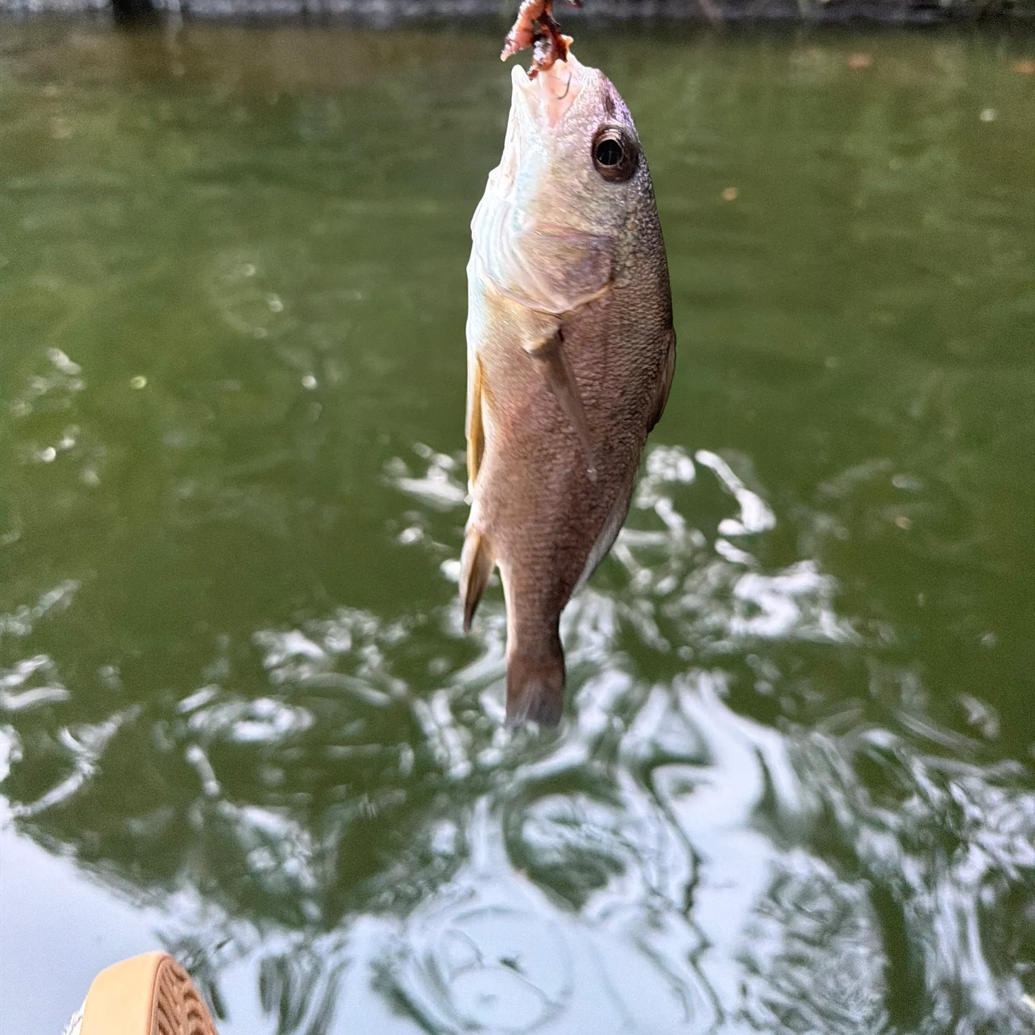 Freshwater drum caught on Fishbrain