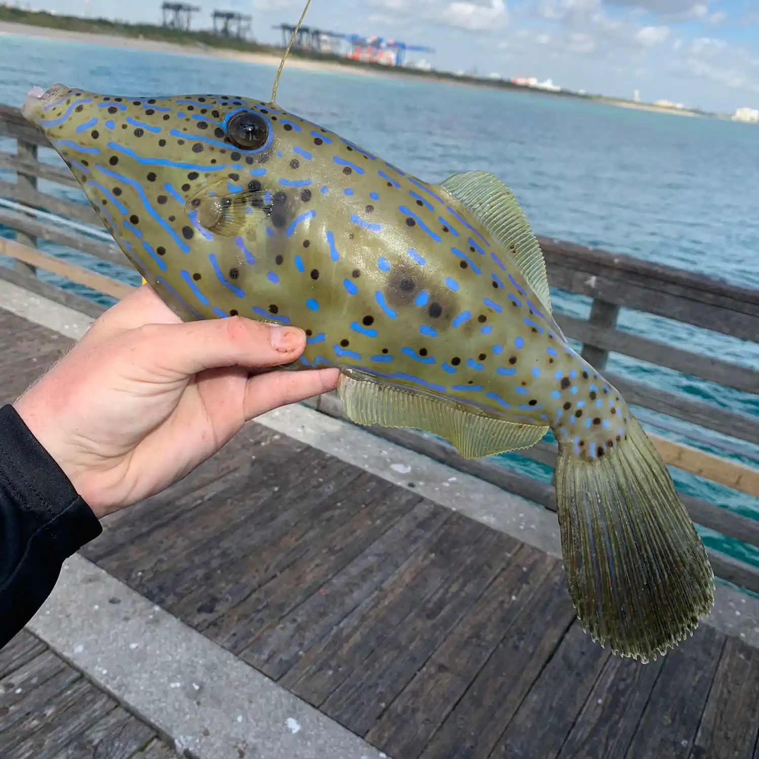 ᐅ Dania Beach Pier fishing reports🎣• Dania Beach, FL (United States ...