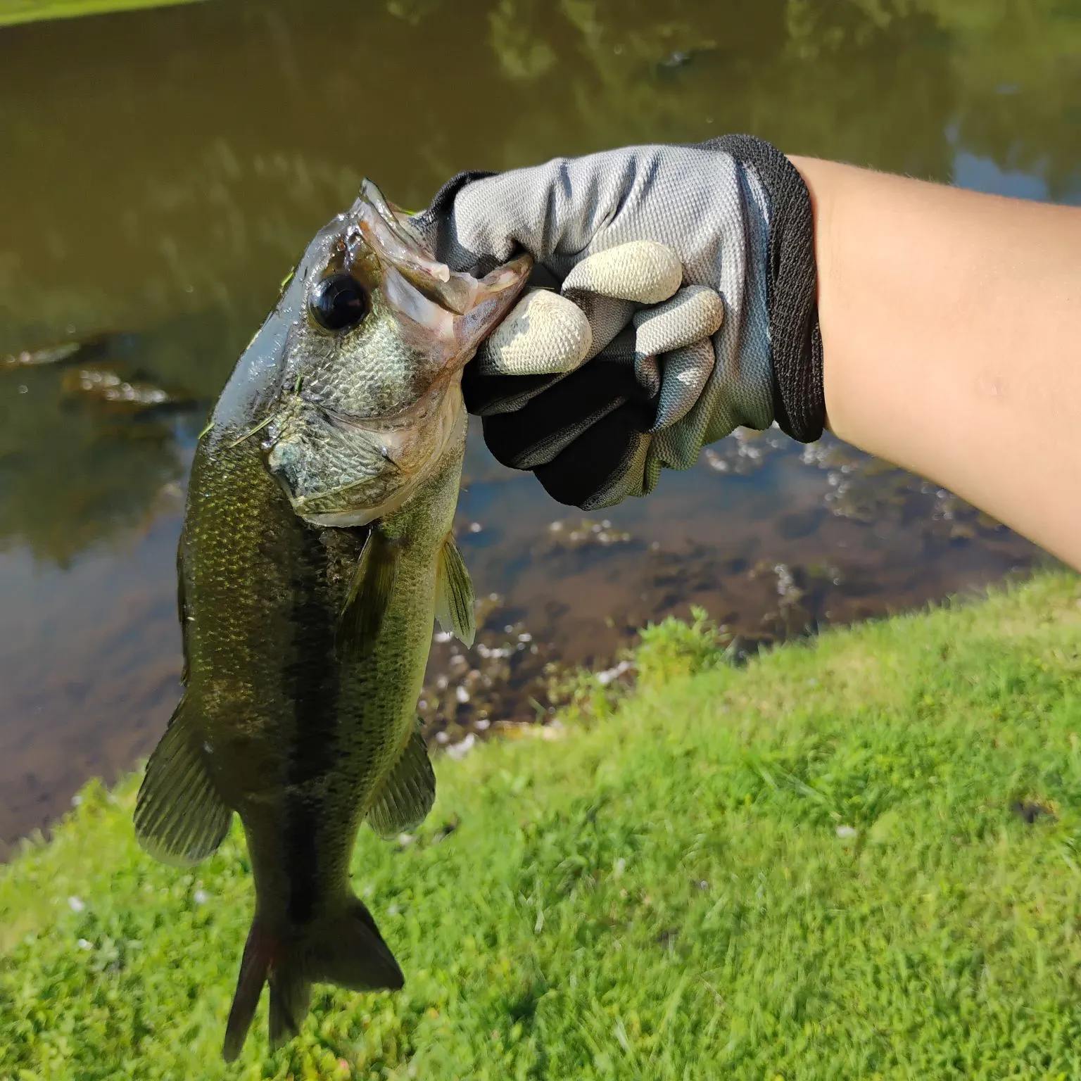 Largemouth bass caught on Fishbrain