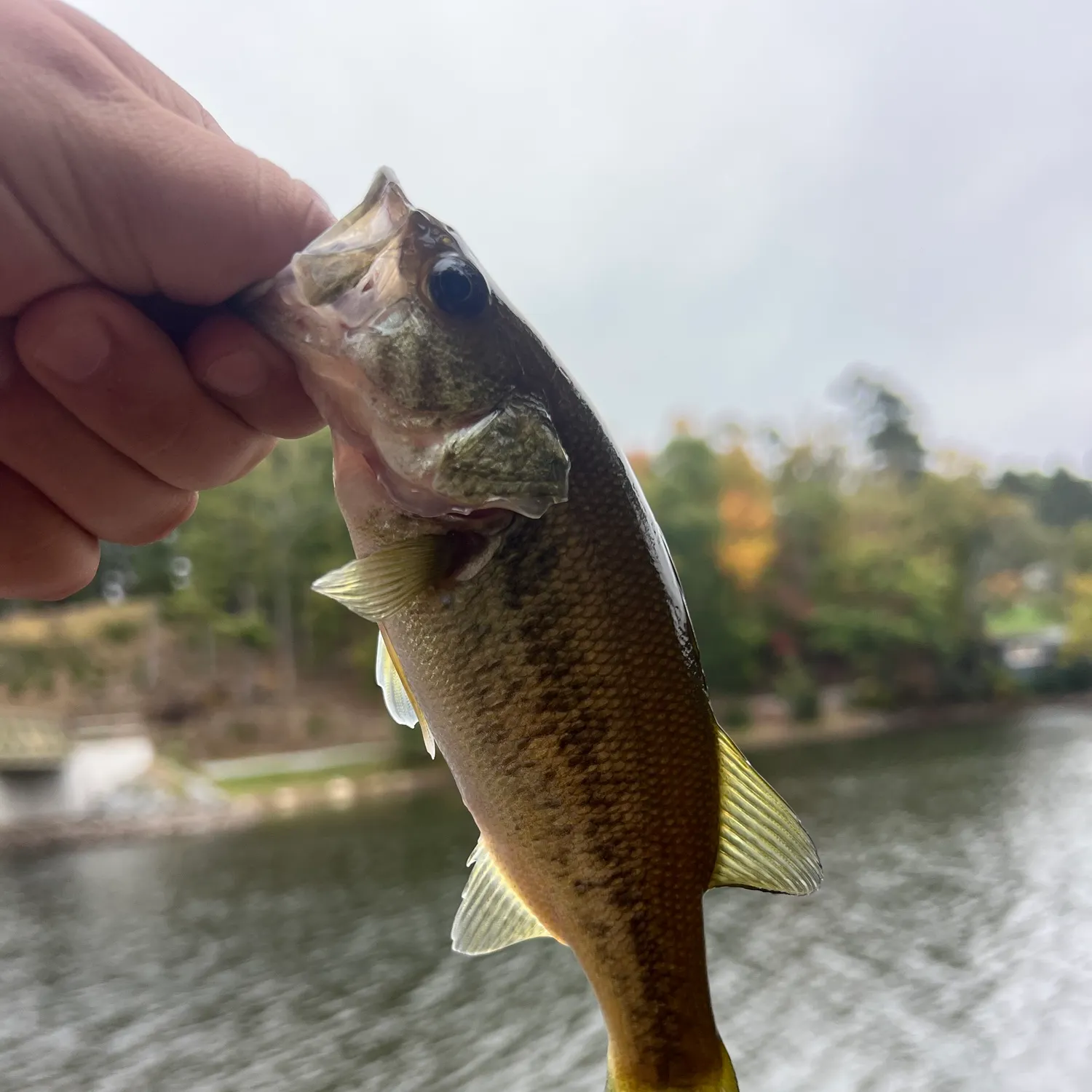 Spotted bass caught on Fishbrain