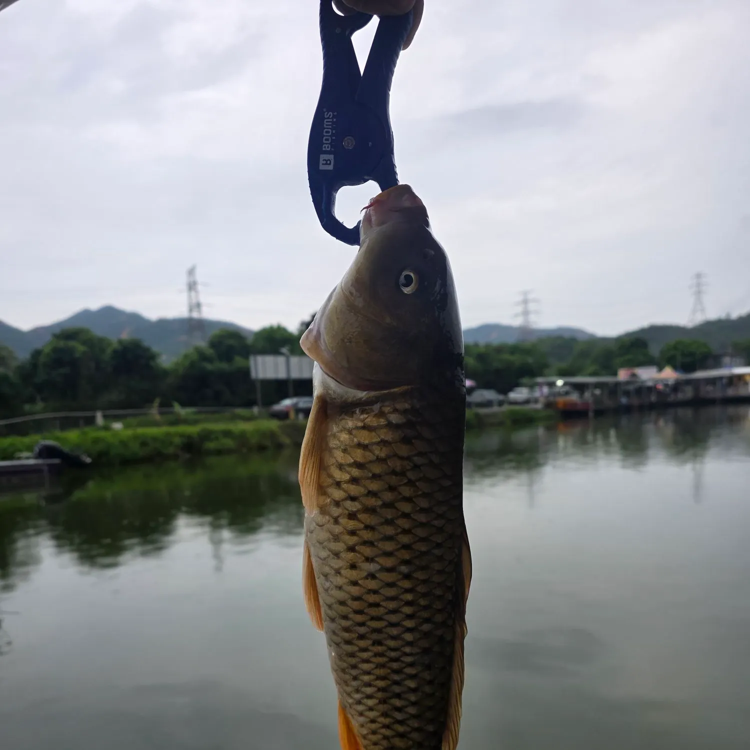 Common carp caught on Fishbrain