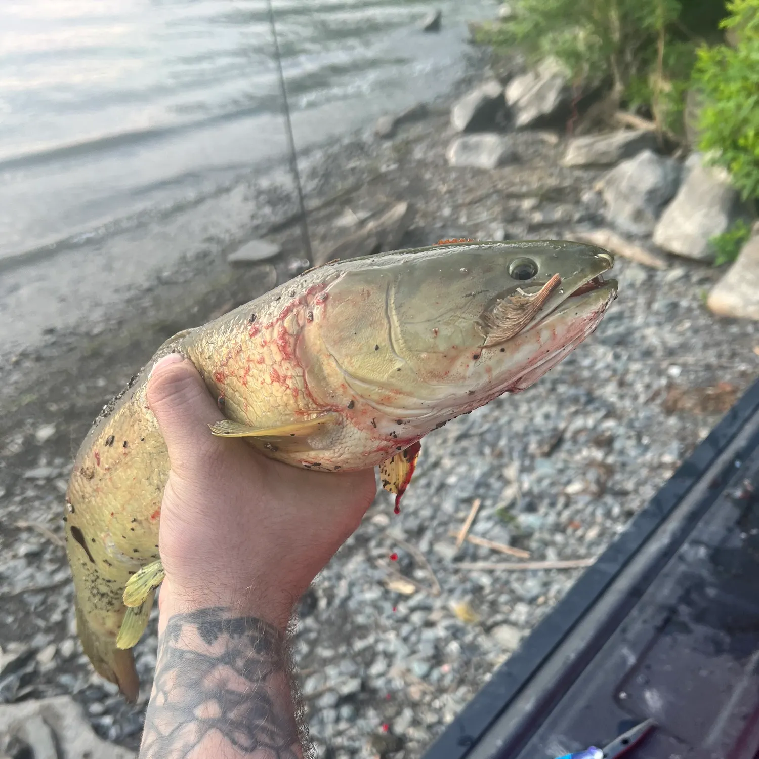 recently logged catches