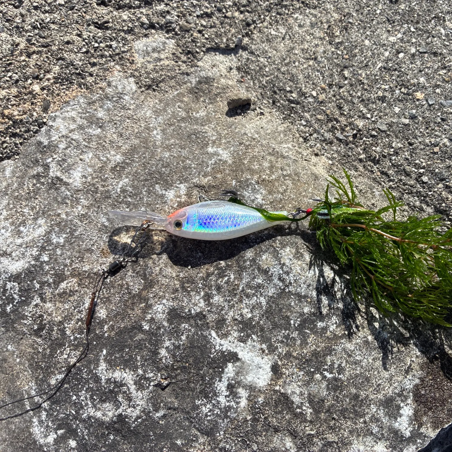 Fish caught on Fishbrain