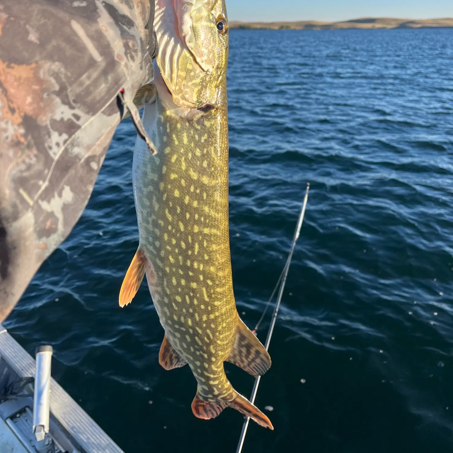 Northern pike caught on Fishbrain